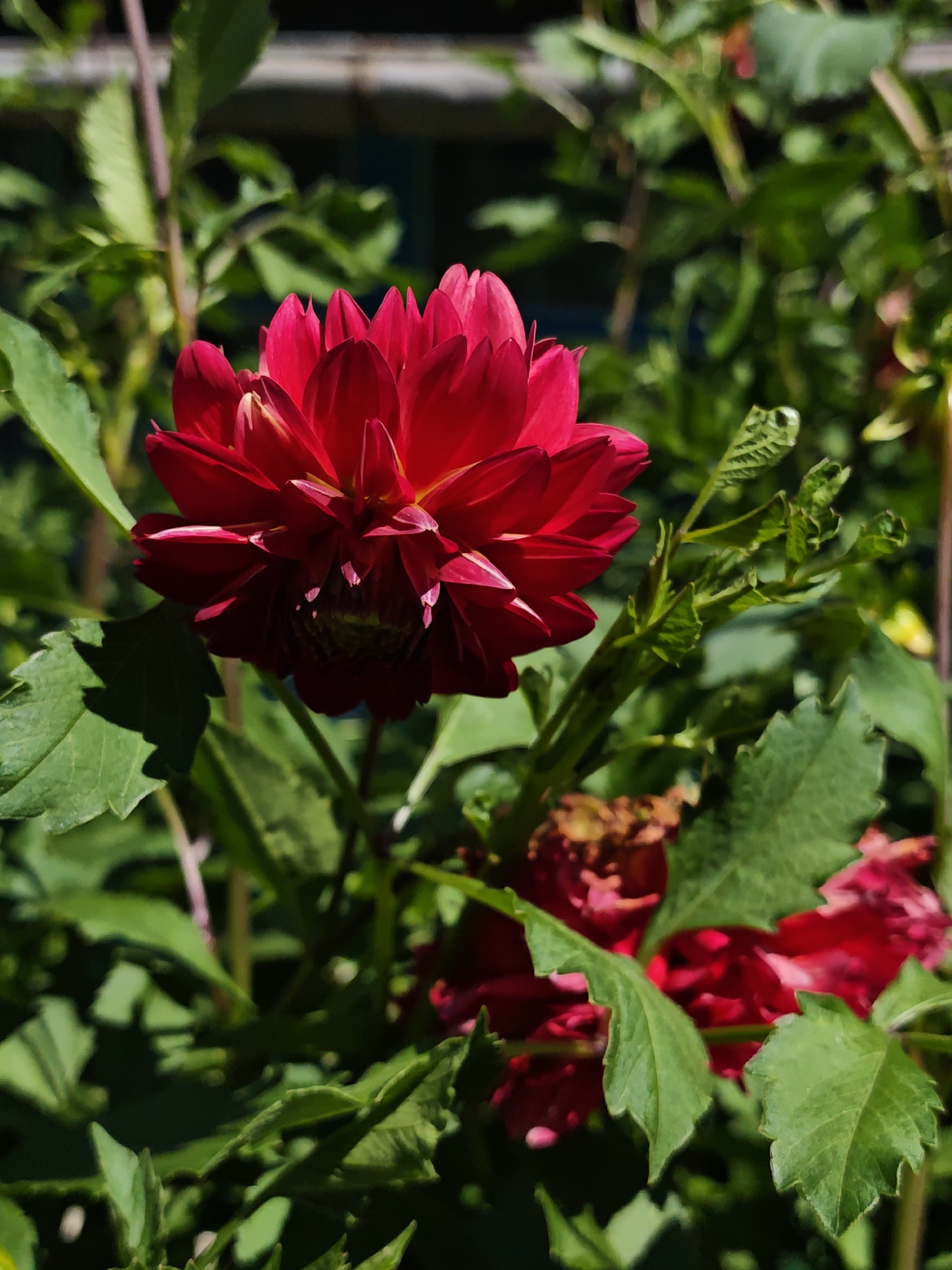 A close-up, vertical shot shows a vibrant red dahlia flower in full bloom, its petals layered and pointed, catching the sunlight. The flower is centrally positioned, surrounded by lush green foliage, some of which is in sharp focus while other parts are blurred, creating a shallow depth of field. Several leaves, with serrated edges and visible veins, are scattered around the bloom. In the background, out of focus, appears to be a blurred structure, possibly a fence or building, and more greenery, suggesting an outdoor garden setting. The lighting indicates it is daytime. The scene is devoid of people or animals. This image was taken in Parkhomivka, Ukraine.