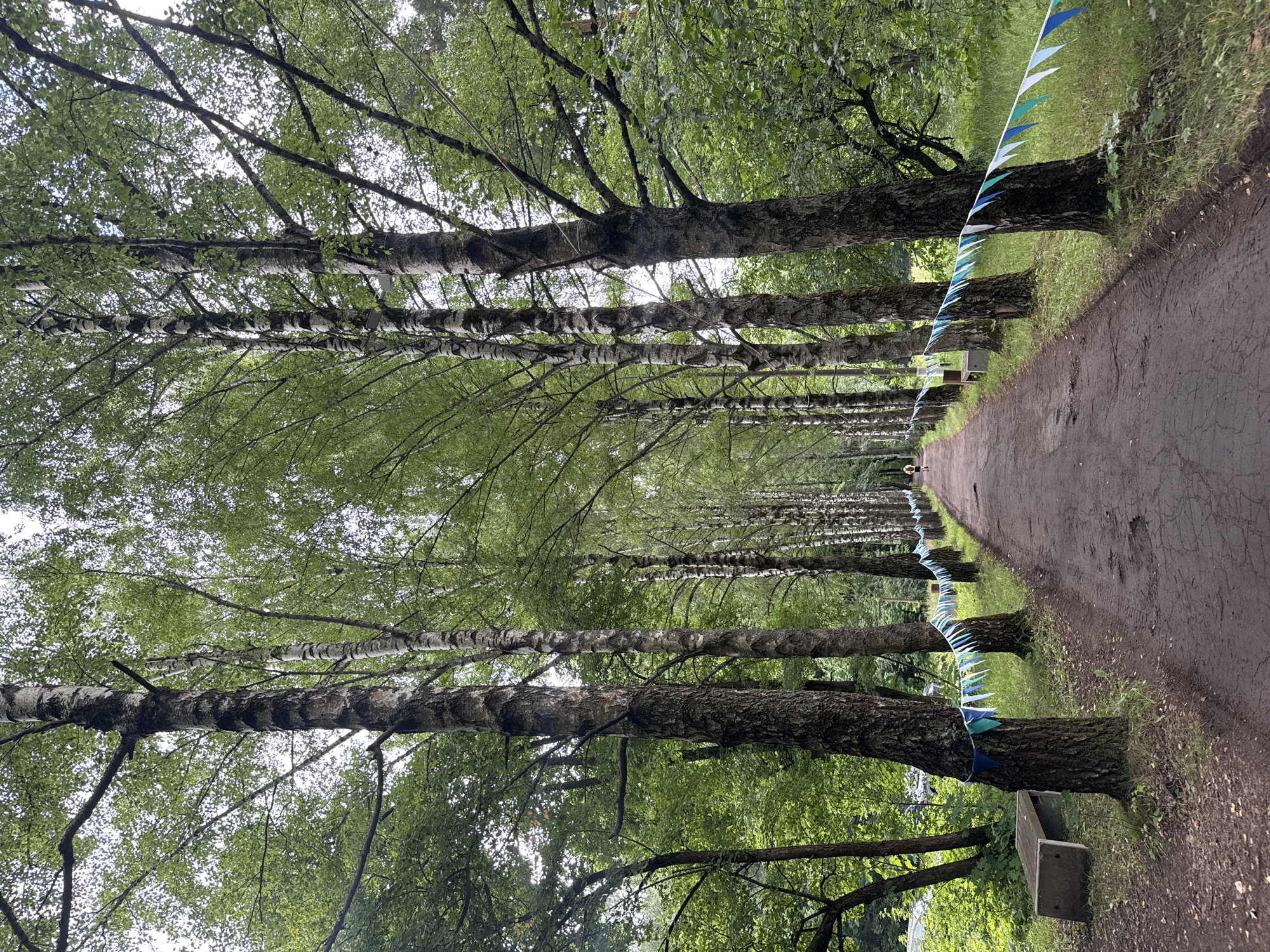 The image depicts a tree-lined pathway in Povedniki, Russia, likely a park or recreational area. A dirt path, uneven in places, stretches into the distance, flanked by numerous birch trees with their characteristic white and black bark. The trees form a natural canopy, creating a dappled light effect on the path. Along the right side of the path, a string of colorful triangular flags in shades of blue, green, and white is attached to the trees, suggesting a festive or celebratory event. On the left side of the path, a concrete bench is visible. In the distance, a person is walking or running away from the camera. The surrounding environment is lush and green, with dense foliage and grass.