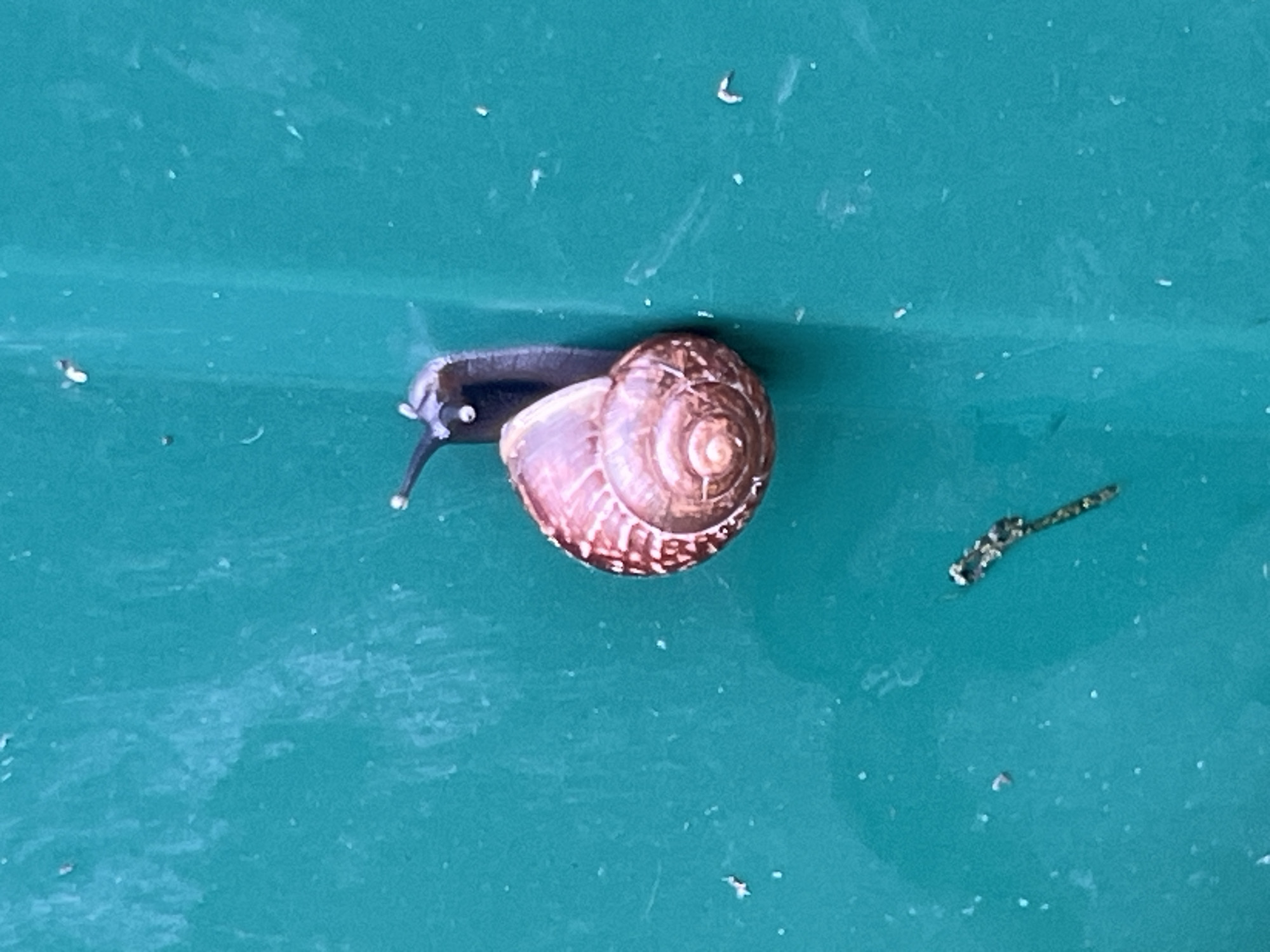 A garden snail is attached to a teal-colored vertical surface. The snail's shell is spiraled and has a reddish-brown hue with darker markings. Its dark, elongated body extends from the shell, with two visible eye stalks pointing upwards and forwards. The surface appears to be outdoors, with specks of dirt or debris scattered across it. The snail is positioned in the middle left of the frame.