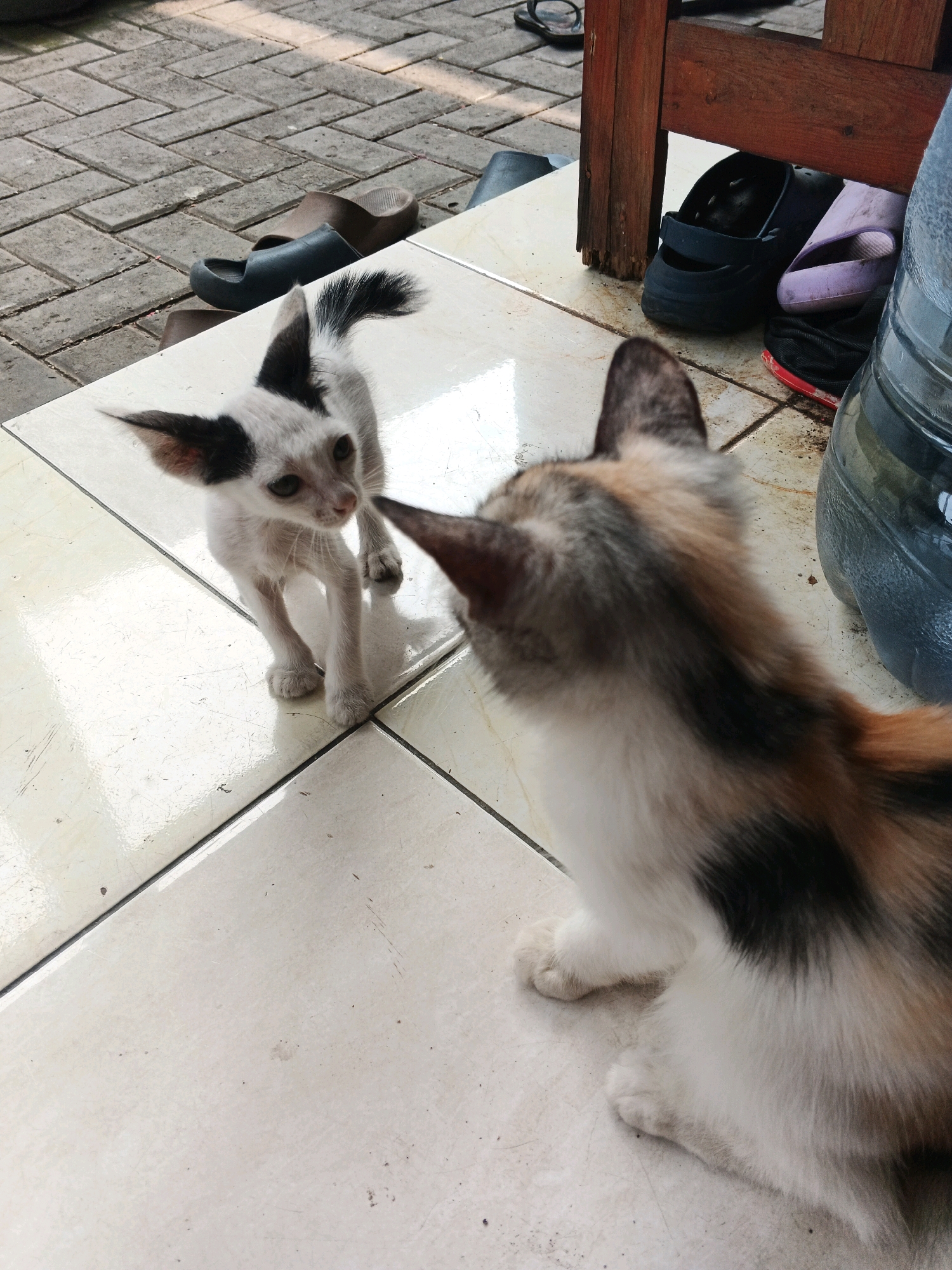 A black and white kitten with large ears stands on a tiled patio, looking towards a calico cat sitting out of focus in the foreground. The patio is adjacent to a paved area with several pairs of sandals and a large plastic water bottle. A wooden chair leg is visible on the right side of the image. The scene appears to be outdoors in a residential area, possibly in Kadu, Indonesia, given the common footwear and the overall environment.