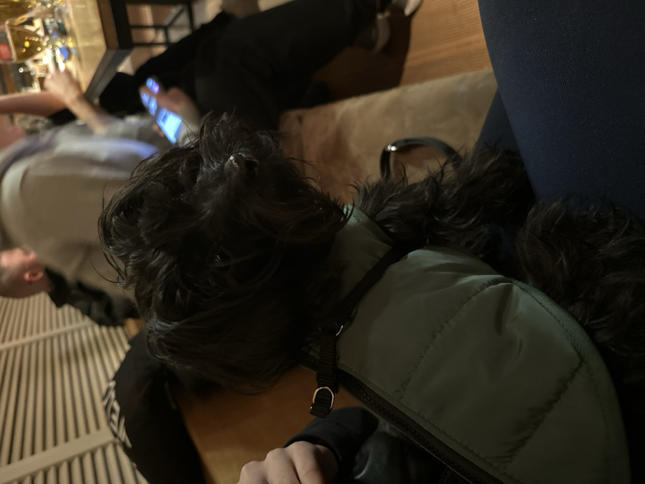 The image captures an indoor scene in the city of Plovdiv, Bulgaria, featuring a small, long-haired dog with dark fur, wearing a light green quilted vest and a dark harness with a silver ring. The dog is positioned on a person's lap, facing towards the right foreground. The person's left hand is visible near the dog's head, and their leg is clad in dark blue leggings. The dog and person are seated on a light brown upholstered bench. In the background, a dimly lit environment reveals several other individuals. To the left, a man with short hair is partially visible. To the right, another individual wearing dark clothing is seated at a wooden table with a dark metal frame, actively engaging with an illuminated smartphone. Multiple glasses, containing an amber liquid consistent with beer, are visible on the table. The wall on the far left has a horizontal slatted design.