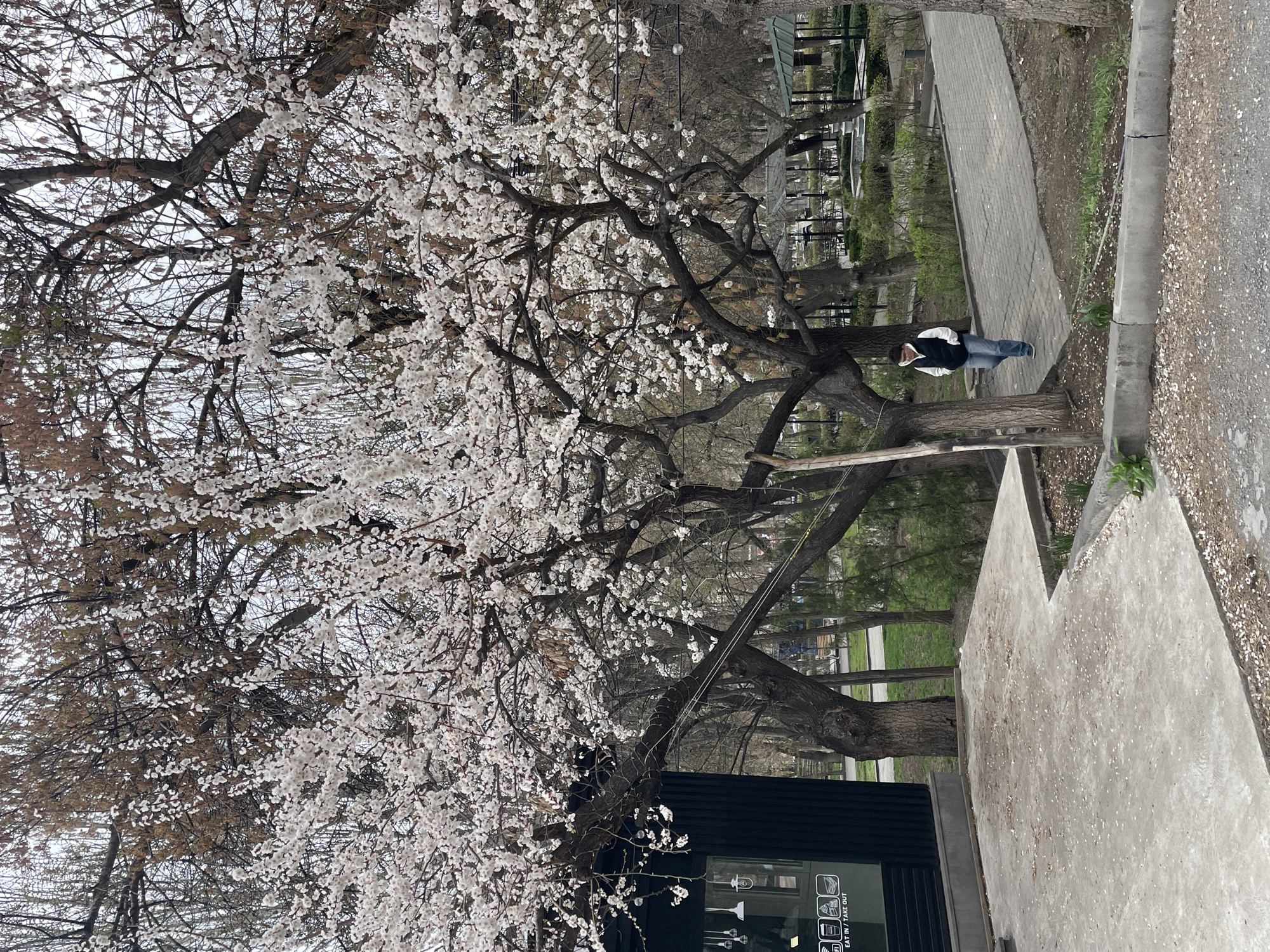 The image shows a park setting in Yerevan, Armenia, featuring a large tree in full bloom with white flowers. A person is seated on a bench beneath the tree, dressed in jeans and a white-and-black vest. In the foreground is a dark-colored building, likely a cafe or shop, with a sign indicating "EAT IN/TAKE OUT." Paved walkways and additional trees extend into the background, suggesting a well-maintained public space.
