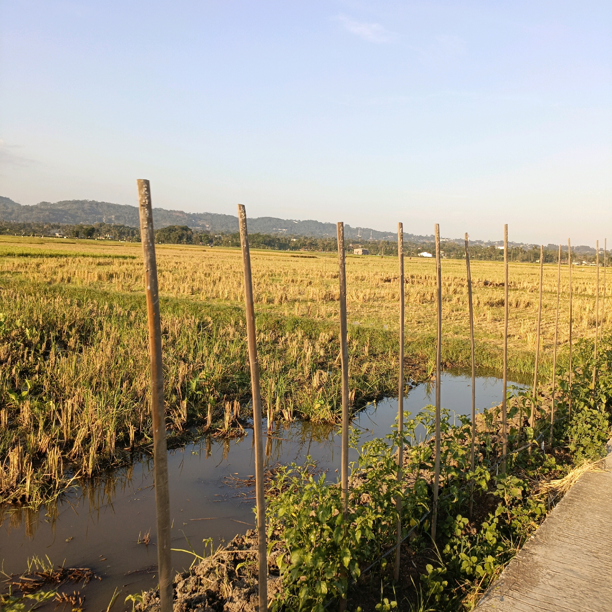 The image depicts a rural scene in Rowosari, Indonesia, featuring a harvested rice field. In the foreground, a row of wooden stakes marks the edge of a small irrigation channel filled with water. Beyond the channel, the field is covered with stubble from the harvested rice crop, interspersed with some green vegetation. In the mid-ground, more stubble stretches towards a line of hills in the distance, dotted with trees and small structures. The sky above is a clear, pale blue, suggesting daylight. The overall impression is one of a tranquil agricultural landscape bathed in the warm light of either early morning or late afternoon.