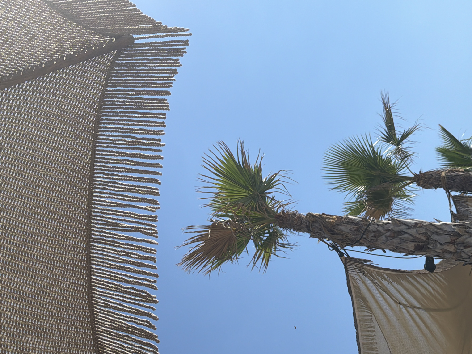 This image captures a low-angle view of palm trees against a clear blue sky, suggesting a sunny day. In the foreground, a portion of a thatched-roof umbrella with fringed edges is visible at the top. Below this, two palm trees stand out, with one being more prominent and bearing some dried fronds. A beige fabric shade structure is also partially visible on the left side, attached to a palm tree with ropes. The scene appears to be at Ofrynio Beach, Greece, a location known for its coastal scenery. A tiny bird is seen in flight in the upper left portion of the frame. The overall impression is one of a relaxed, outdoor setting, possibly a beach resort or a similar establishment.