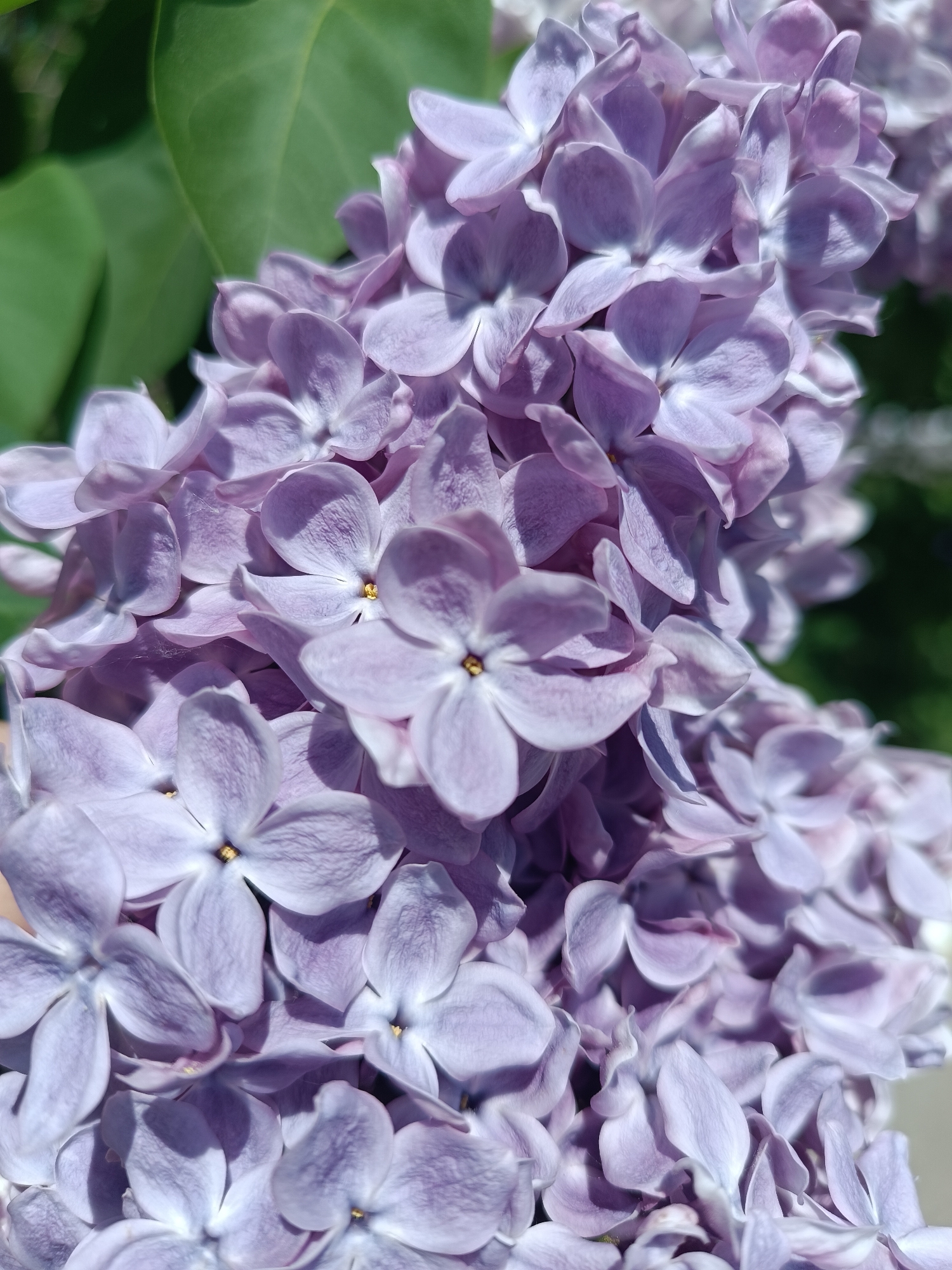 A close-up, eye-level shot captures a cluster of light purple lilac flowers in full bloom. The flowers are densely packed, exhibiting five petals each. Tiny yellow centers are visible within some of the blossoms. The green leaves of the plant are visible as a blurry background. The image was taken during daylight hours. There is no data to associate the image with Chaikovsky, Russia.