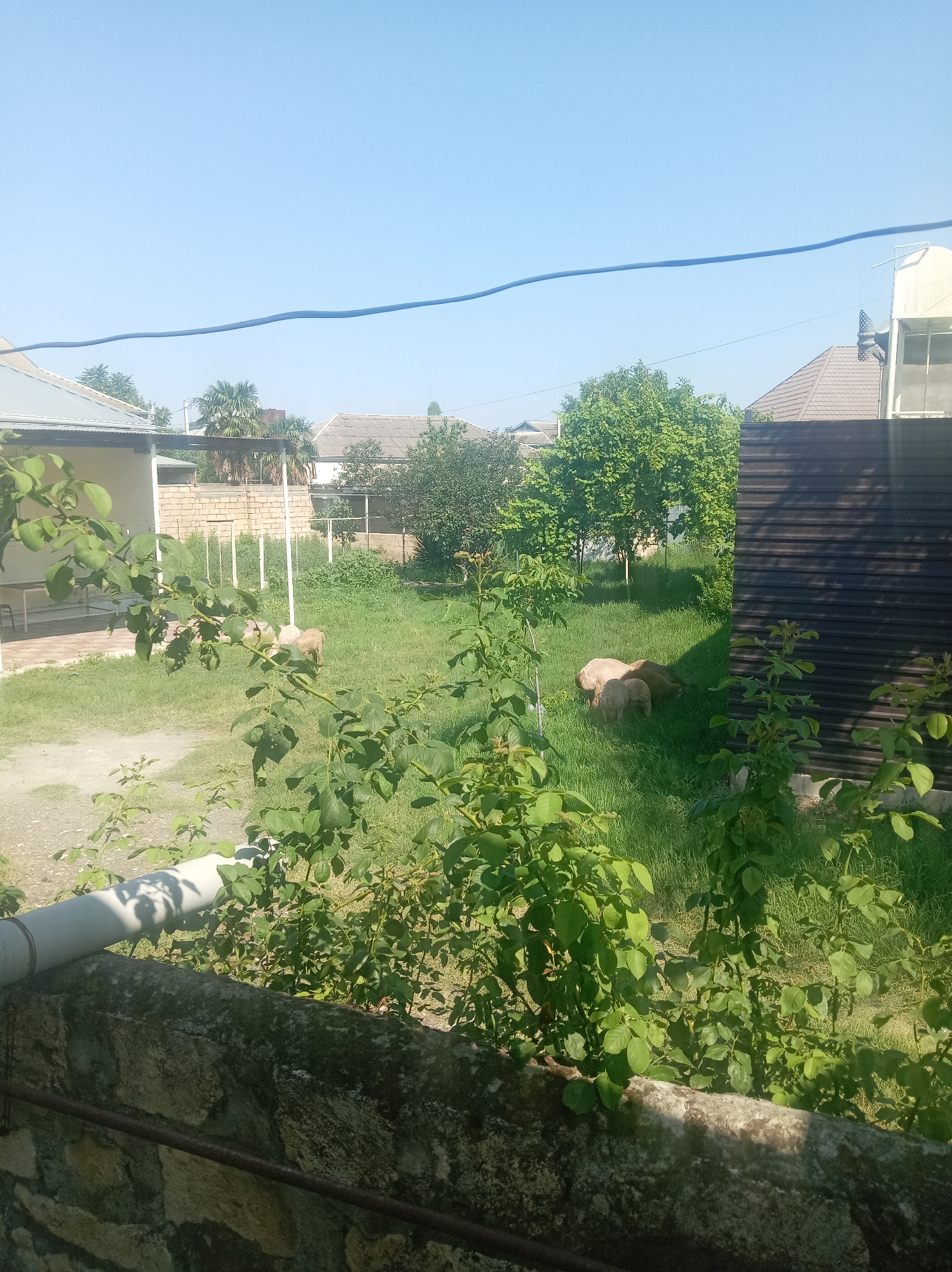 In a sunny outdoor environment, three sheep, two adult and one juvenile, are resting on a grassy lawn in the backyard of a residential property. The backyard features a small house on the left, a large privacy fence on the right, and various trees and bushes scattered throughout. The sky is clear and blue. In the foreground, a stone wall with a pipe running across it and some plants adds a rustic touch to the scene. The overall setting suggests a peaceful, rural atmosphere.