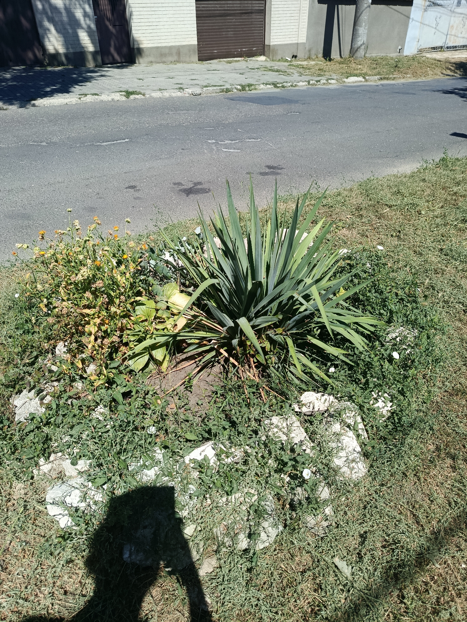 In Chișinău, Moldova, a sunlit scene captures a street-side planter bed. The planter contains a prominent Yucca plant with long, sharp, green leaves, positioned centrally. To the left of the Yucca, a cluster of dry, yellowing plants with small orange and yellow flowers struggles for life. The planter itself is bordered by rough white stones and surrounded by dry grass. In the background, a paved road runs horizontally, with a sidewalk and a building facade visible beyond it. The building features a light-colored brick wall and dark garage doors. A shadow, cast by the photographer, is visible in the lower left corner of the image. The overall impression is one of a somewhat neglected urban green space under a bright sky.