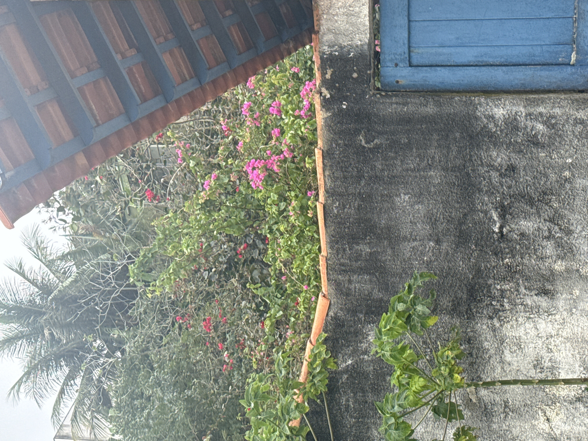 The image shows an outdoor scene with lush vegetation, including palm trees, bougainvillea, and other leafy plants. A weathered gray wall runs horizontally across the lower portion of the frame, topped with orange roof tiles. To the right of the wall, a bright blue wooden door is visible. The overall impression is one of a tropical or subtropical setting, likely in a residential area, given the presence of the wall and door. The vegetation is dense and vibrant, suggesting a warm climate. The image's composition, with the angled roof tiles and the juxtaposition of natural elements with man-made structures, creates a visually interesting scene. There are no people or animals visible in the image, and no explicit actions are taking place. The scene appears to be a still, everyday moment captured in time. The location is identified as São Pedro Da Aldeia, Brazil, a coastal town in the state of Rio de Janeiro, known for its beaches and natural beauty. This context further supports the interpretation of the image as a depiction of a tropical environment.