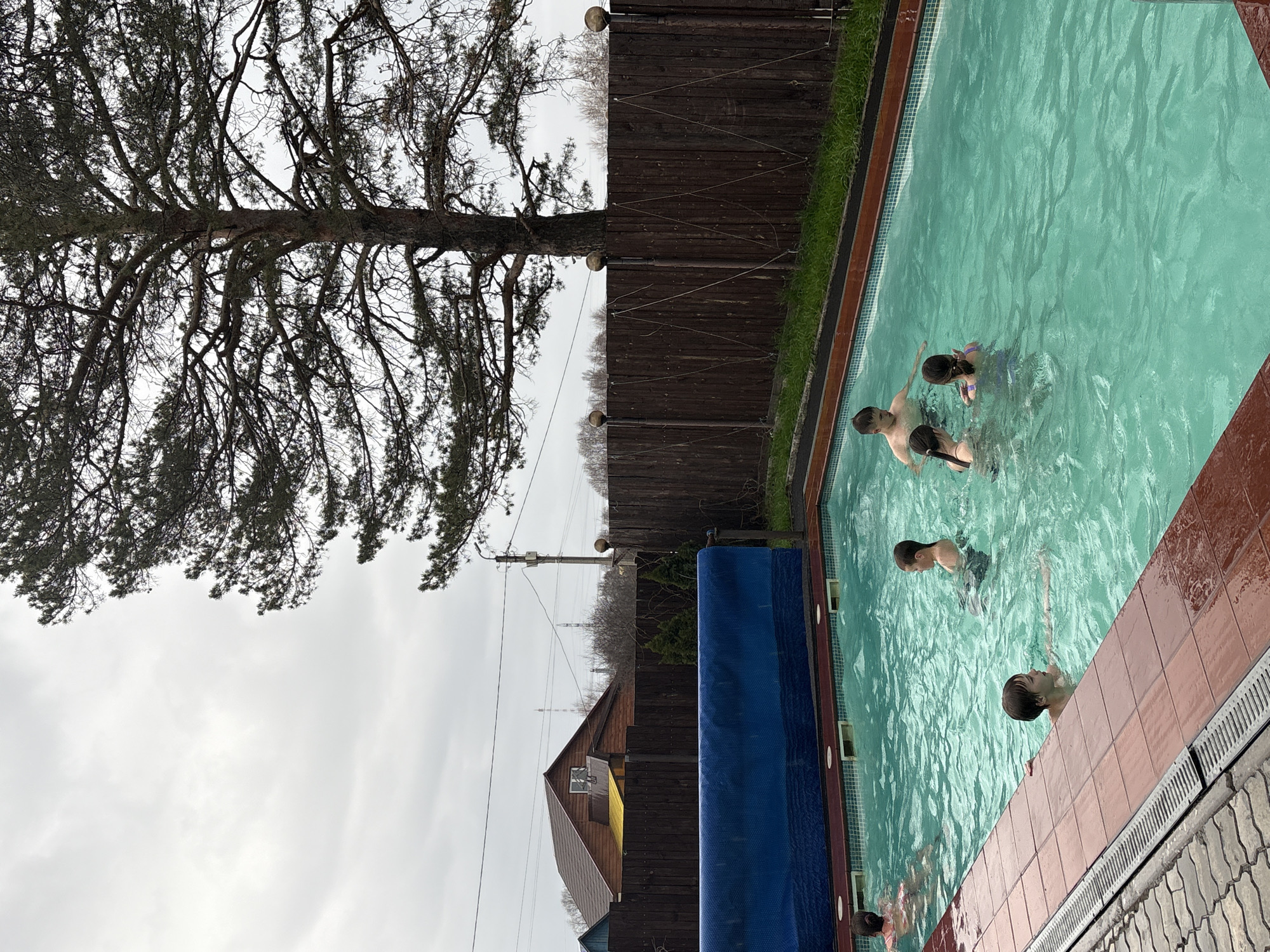 The scene is an outdoor swimming pool in Chaikovsky, Russia. The pool is rectangular with a tile border and green-tinted water. Several people are swimming or standing in the pool. A large tree dominates the left side of the frame. A dark wooden fence runs along one side of the pool. A blue pool cover is partially rolled up. In the background, there are houses, utility poles, and bare trees under an overcast sky.