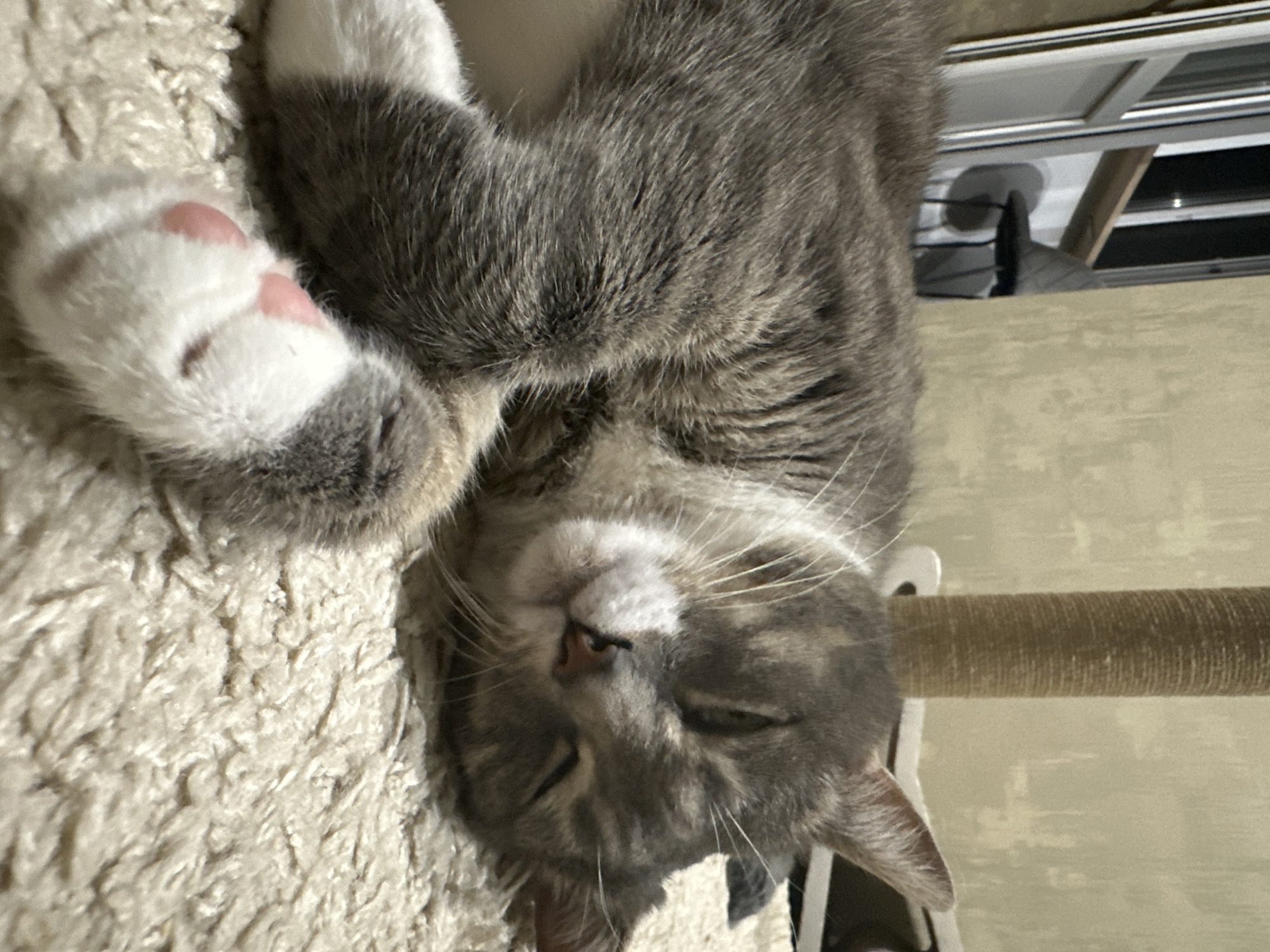 A gray and white tabby cat is sleeping on a beige carpet. The cat is curled up on its side, with its head resting on its paws. Its eyes are closed, and its mouth is slightly open. The cat's fur is soft and fluffy. The background is blurred, but appears to be a room with a chair and a window. The overall impression is one of peace and tranquility.
