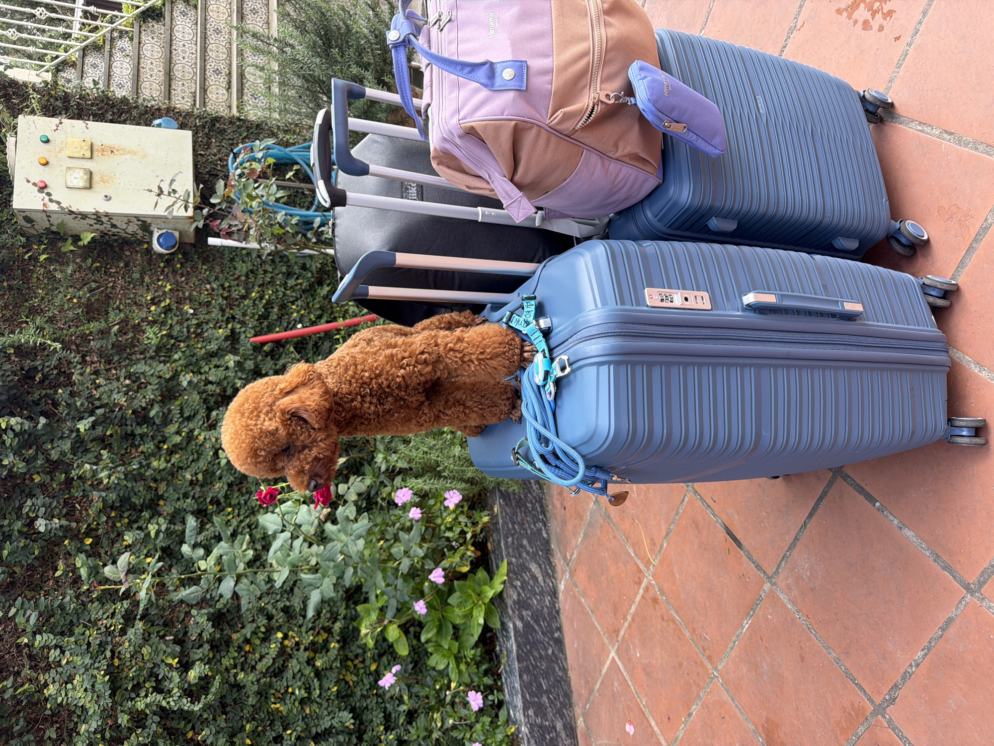 A small, fluffy, light brown poodle sits on top of a blue suitcase, sniffing a red rose. The poodle is facing left, with its head tilted down towards the flower. The suitcase is one of several pieces of luggage arranged on a tiled outdoor surface. Behind the luggage, a lush green wall of ivy climbs up a building. To the right of the ivy-covered wall, a set of tiled stairs ascends, with a white metal railing. In the background, an old, weathered electrical box is mounted on the ivy-covered wall. Several pink flowers bloom amongst the greenery. The overall scene suggests a departure or arrival in a residential area with a garden. The location is Xuân Trường - Đà Lạt, Vietnam.