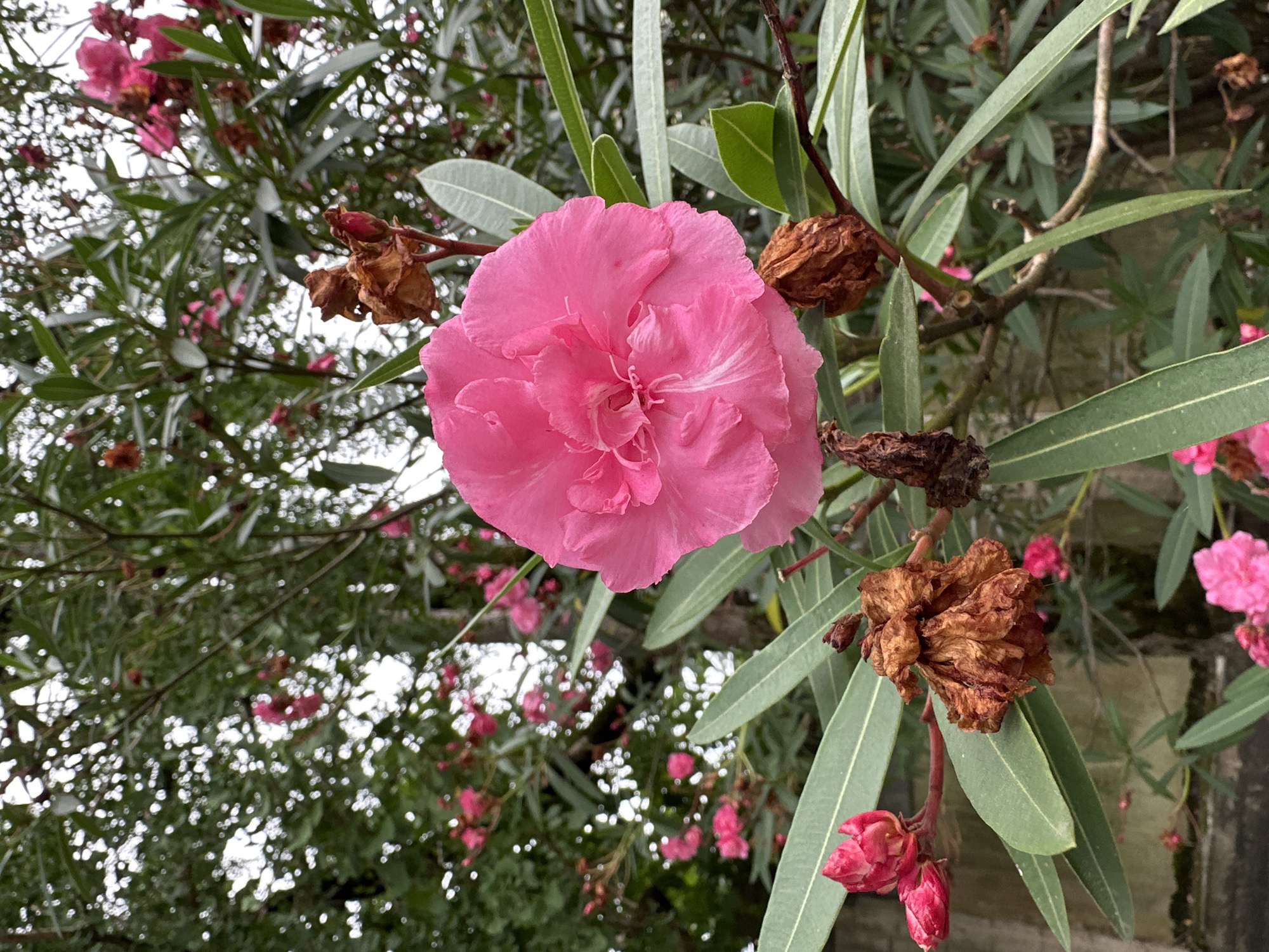 A close-up shot captures a vibrant pink oleander flower in full bloom, its delicate petals unfurling. The flower is surrounded by long, slender green leaves characteristic of the oleander plant. Several dried, brown seed pods are interspersed among the foliage, hinting at past blooming cycles. In the background, out-of-focus pink flowers and the lush green canopy of the plant create a soft bokeh effect. The overall impression is one of natural beauty, likely found in a garden or park setting in Sochi, Russia, where oleander thrives in the subtropical climate. There are no people or animals visible in the image. The lighting suggests an overcast day, softening the colors and details.