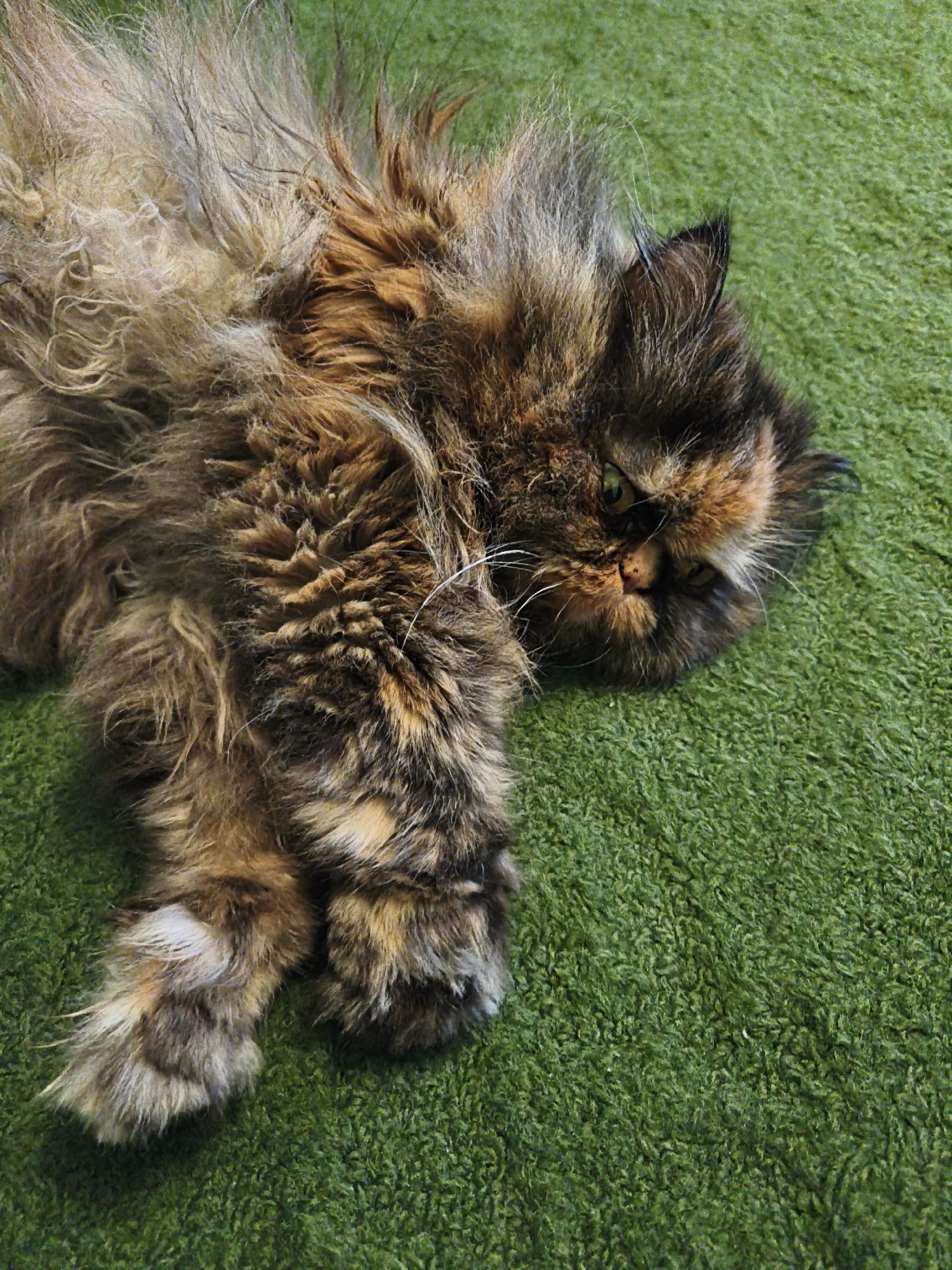 A long-haired tortoiseshell cat is lying on its back on a green, shag carpet. The cat's fur is a mix of brown, black, and orange patches. Its eyes are green and it is looking towards the camera. Its front paws are visible and appear to be resting on the carpet. The background is out of focus and appears to be a continuation of the green carpet. The image is taken from a high angle, looking down at the cat.