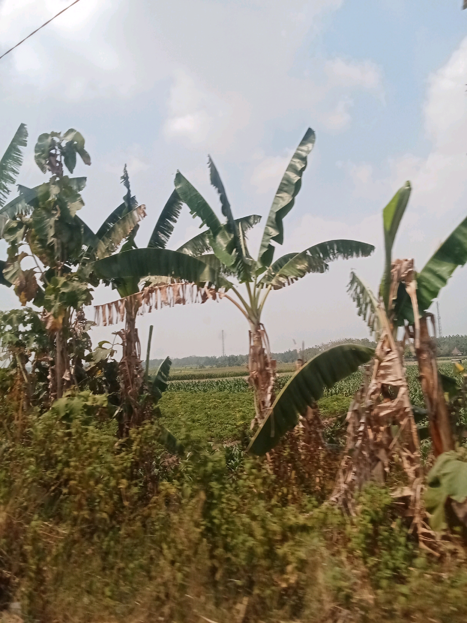 The image depicts a rural landscape with several banana trees in the foreground. The banana trees have large, green leaves, some of which are torn or dry. In the background, there is a field of crops, likely agricultural, stretching towards the horizon. The sky is partly cloudy, with a light blue hue. There are no people or animals visible in the image. The environment appears to be a rural area in Tanjung Wadung, Indonesia, characterized by lush vegetation and agricultural land. The overall scene suggests a natural and tranquil setting.