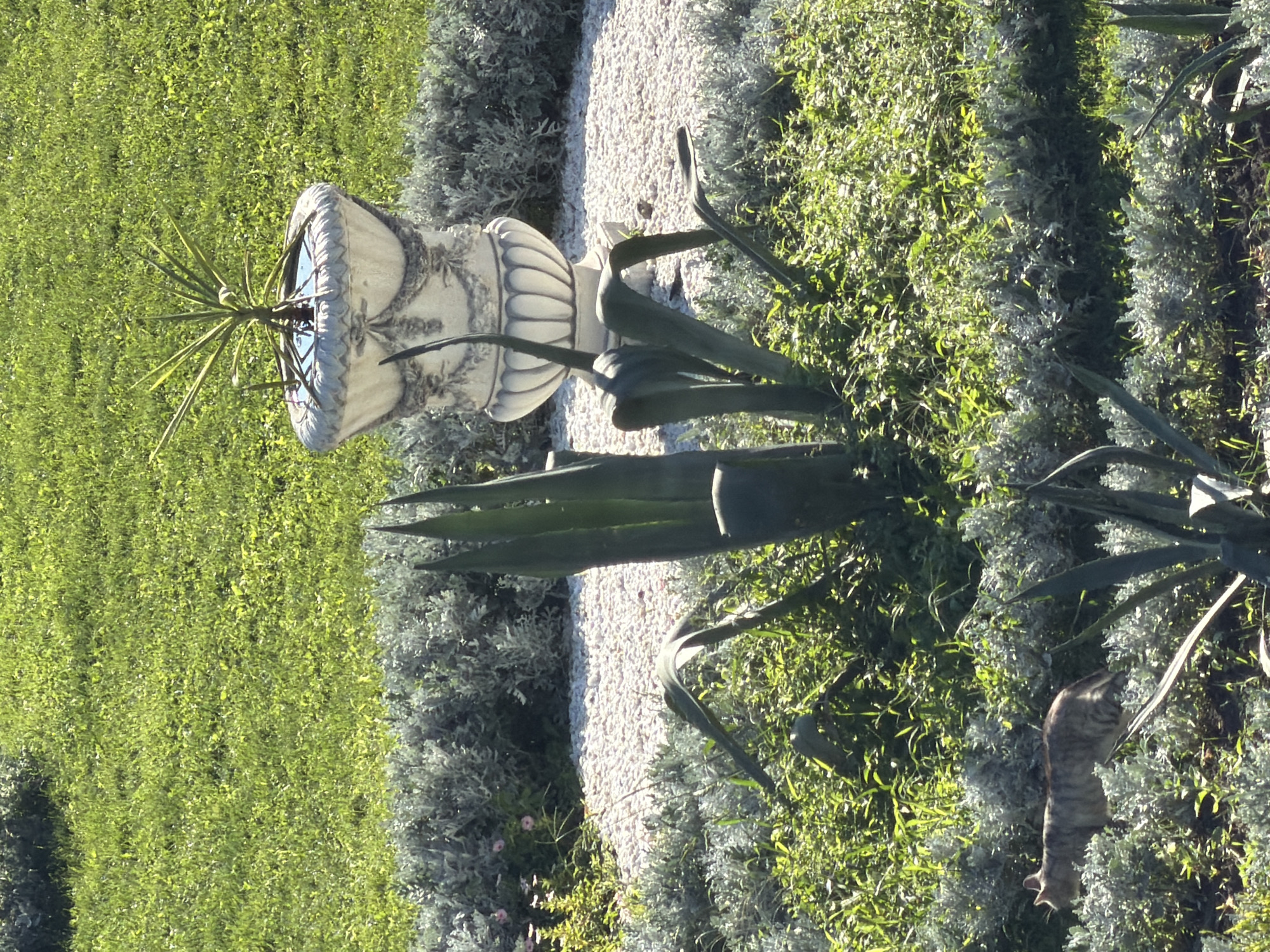 The image depicts a garden scene with a cat walking on the left side. In the background, a decorative planter with a plant stands on white gravel, surrounded by green grass and low-lying bushes. The cat is a tabby and is walking to the left, facing away from the camera. The planter is ornate and made of stone, with a plant with spiky leaves growing inside. The grass is well-maintained, and the bushes are lush. The scene is lit by sunlight, creating shadows and highlights. The location is identified as the Botanical Garden of Southern Federal University in Rostov-on-Don, Russia.