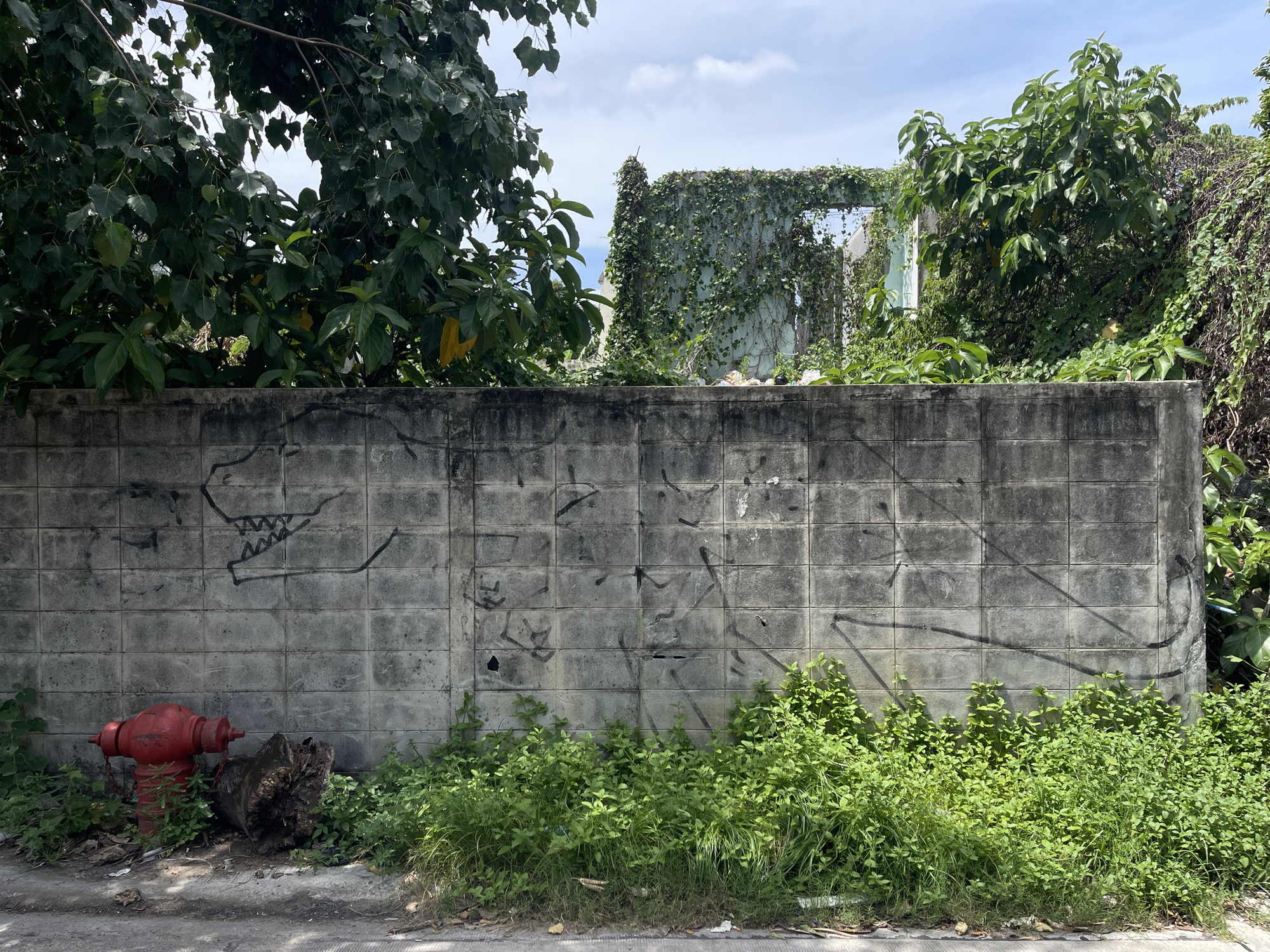 A weathered cinder block wall, covered in black spray-painted graffiti, runs horizontally across the lower half of the frame. To the left of the wall, a bright red fire hydrant sits beside a thick, gnarled tree stump. Lush green vegetation, including tall grass and leafy plants, grows densely along the base of the wall and spills onto the cracked pavement in front of it. In the background, trees with dark green foliage overhang the wall, and beyond them, the remains of a building are visible, heavily overgrown with ivy. The sky above is blue with scattered white clouds. This scene is located on an outdoor street in Bangkok, Thailand, characterized by the tropical vegetation and the style of the construction.