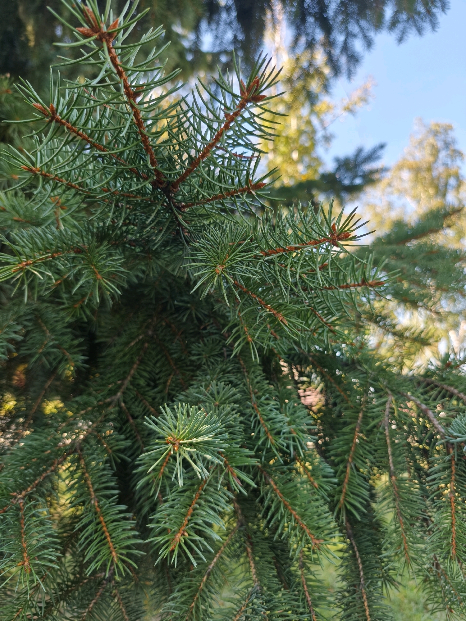 The image is a close-up, eye-level shot of a fir tree branch against a blurred background of other trees and a bright blue sky. The foreground is dominated by the dense, green needles of the fir tree, with reddish-brown stems visible. The needles are sharp and pointed, and the branch appears to be healthy and vibrant. The background features out-of-focus foliage in shades of green and yellow, suggesting sunlight filtering through. The overall impression is one of natural beauty and the lushness of a forest or park setting. There are no people or man-made objects in the frame. The location is given as Karachayevsk, Russia.