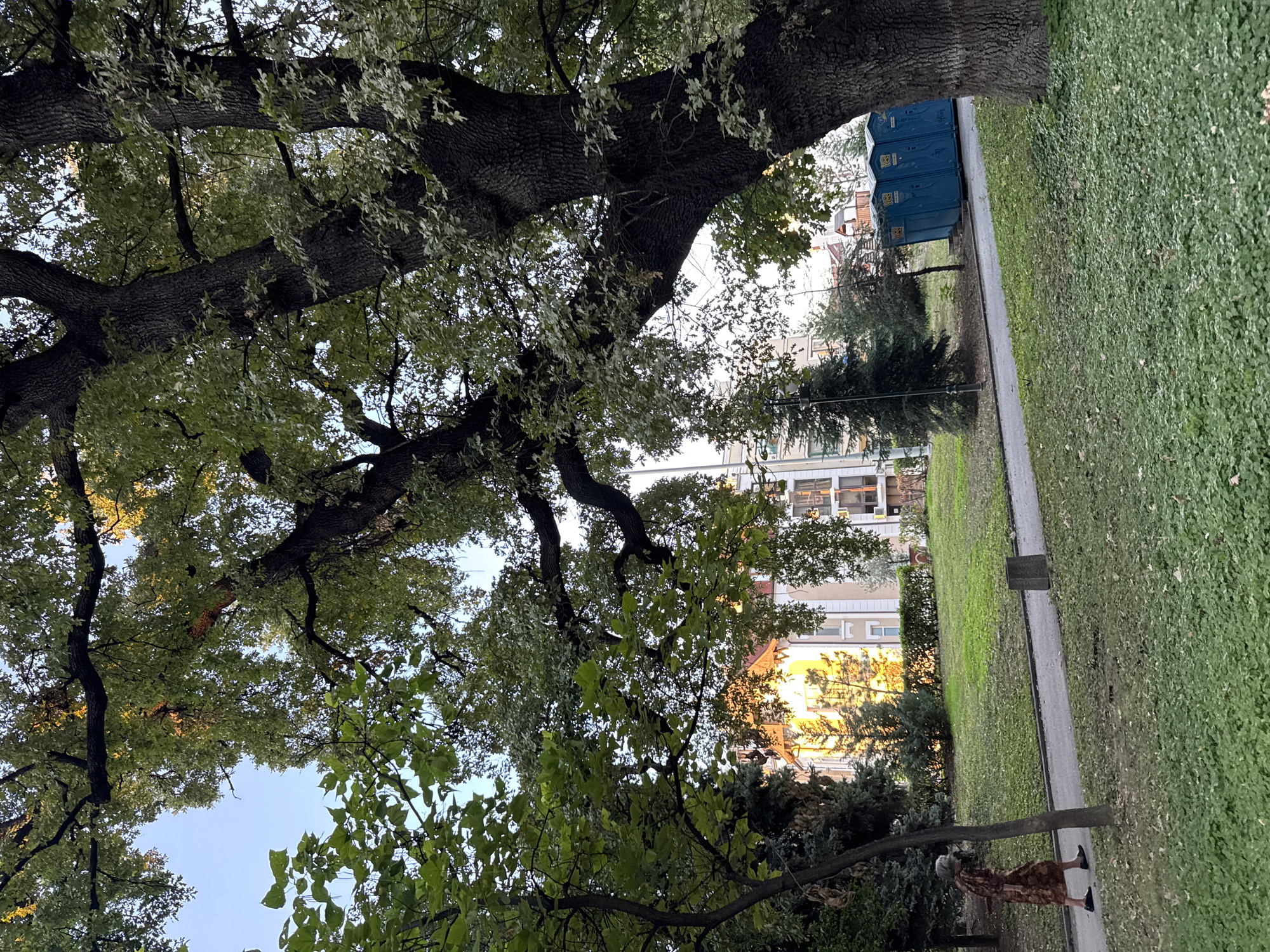 The image depicts a park scene in Plovdiv, Bulgaria, bathed in the warm glow of late afternoon or early morning sun. A large, mature tree with expansive branches dominates the right side of the frame, its dark, gnarled trunk and textured bark clearly visible. Lush green foliage from this tree partially obscures the sky and drapes over the scene. To the left, another, younger tree with lighter green leaves stands, casting a shadow on the grass.
In the mid-ground, a paved pathway meanders through the park. A woman, appearing to be elderly, walks along this path from left to right. She is wearing a long, patterned dress and dark shoes. The path is lined with neatly trimmed grass and scattered fallen leaves. Beyond the path, a well-maintained lawn stretches towards a row of buildings. The buildings are multi-story structures, with one prominent building in the center catching the sunlight, its yellow facade and windows glowing warmly. Adjacent to this building, a dark green coniferous tree stands out against the lighter structures.
Further to the right, three blue portable toilets are lined up next to the pathway. The scene is tranquil, suggesting a quiet moment in a public urban space. The overall impression is one of a serene park setting with elements of both nature and urban infrastructure.