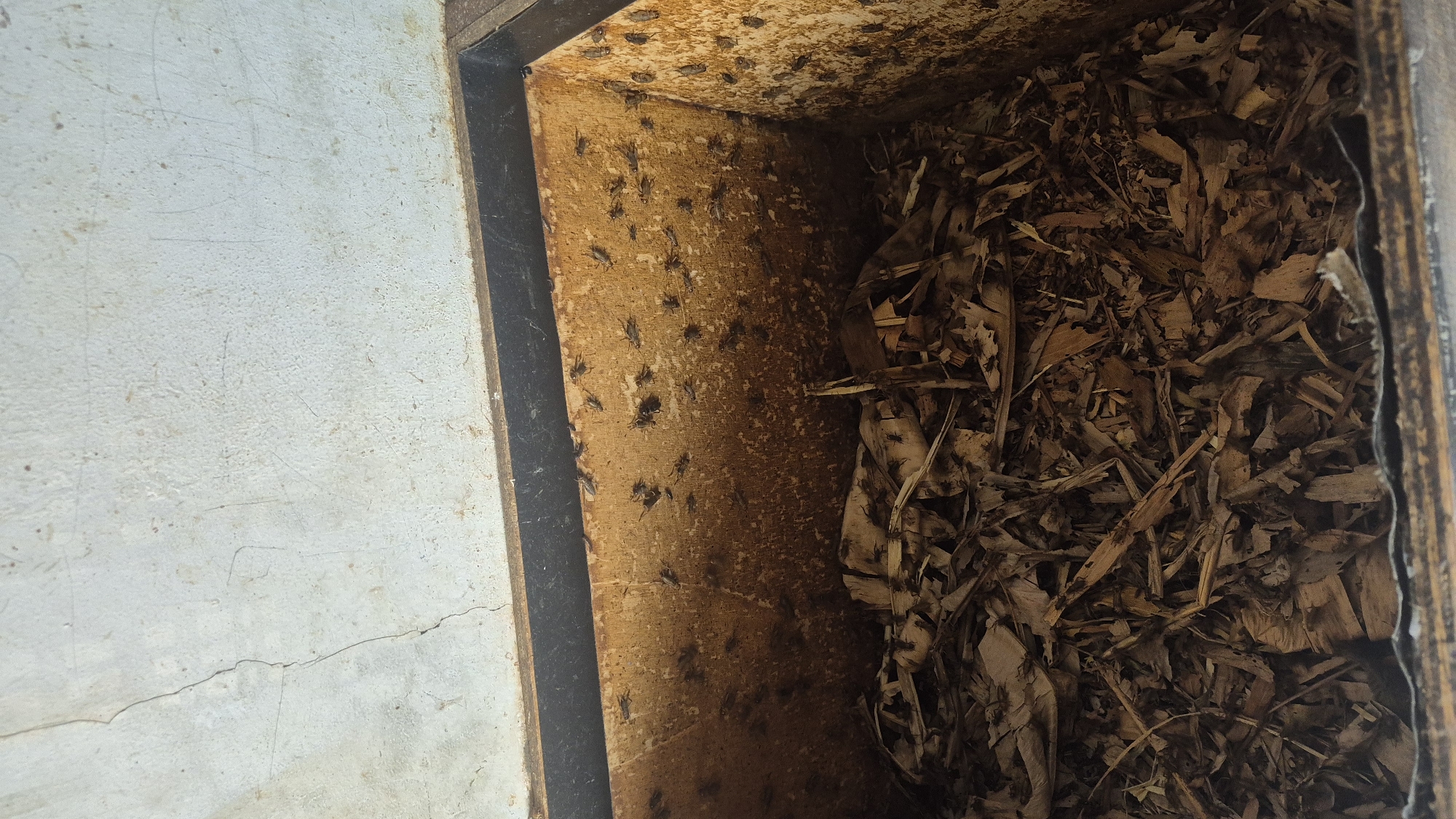 The image shows the inside of a wooden box filled with dry, brown leaves and wood shavings. Numerous small, dark insects, likely crickets, are visible on the interior wooden walls and within the substrate. The wooden box is situated in a dimly lit environment, with a textured, off-white wall visible above the box. The scene appears to be an enclosure or habitat for the insects, possibly in a storage area or shed. The location is identified as Boja, Indonesia.