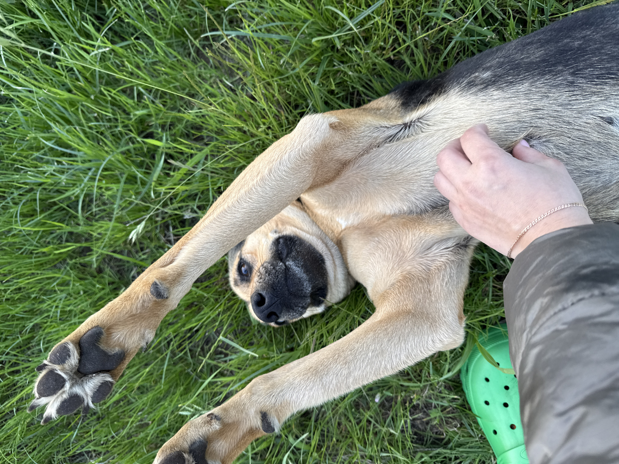 A medium shot captures a dog lying on its back in tall green grass. The dog, with tan and black fur, has its legs extended upwards and its head tilted back, looking towards the camera with its mouth slightly open. A person's hand, wearing a thin bracelet, is gently stroking the dog's fur on its belly. To the right of the dog, a bright green shoe, possibly a Croc, is visible among the grass. The lighting suggests it is daytime, with soft light illuminating the scene, indicating perhaps late afternoon or early morning. The overall mood appears relaxed and affectionate, with the dog seemingly enjoying the attention. There is no visible text in the image.