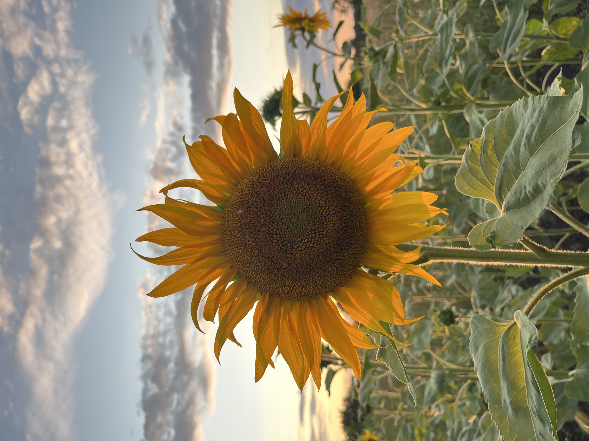 A close-up, vertical, low-angle shot captures a large, bright yellow sunflower in a field. The sunflower, with its large, dark brown center, is the primary subject and takes up a significant portion of the frame. Its petals are a vibrant yellow and catch the sunlight, giving them a warm, glowing appearance. The leaves of the sunflower are large, green, and have serrated edges, with some appearing slightly wilted. The stems of the sunflowers are thick and covered in fine, white hairs.
In the background, other sunflowers and their foliage create a blurred, green backdrop. The sky above is a pale blue, filled with wispy white and gray clouds. The lighting suggests it is either sunrise or sunset, with the sun casting a warm glow on the scene. The overall mood is serene and natural, evoking a sense of peace and the beauty of nature. There is no visible text in the image.
