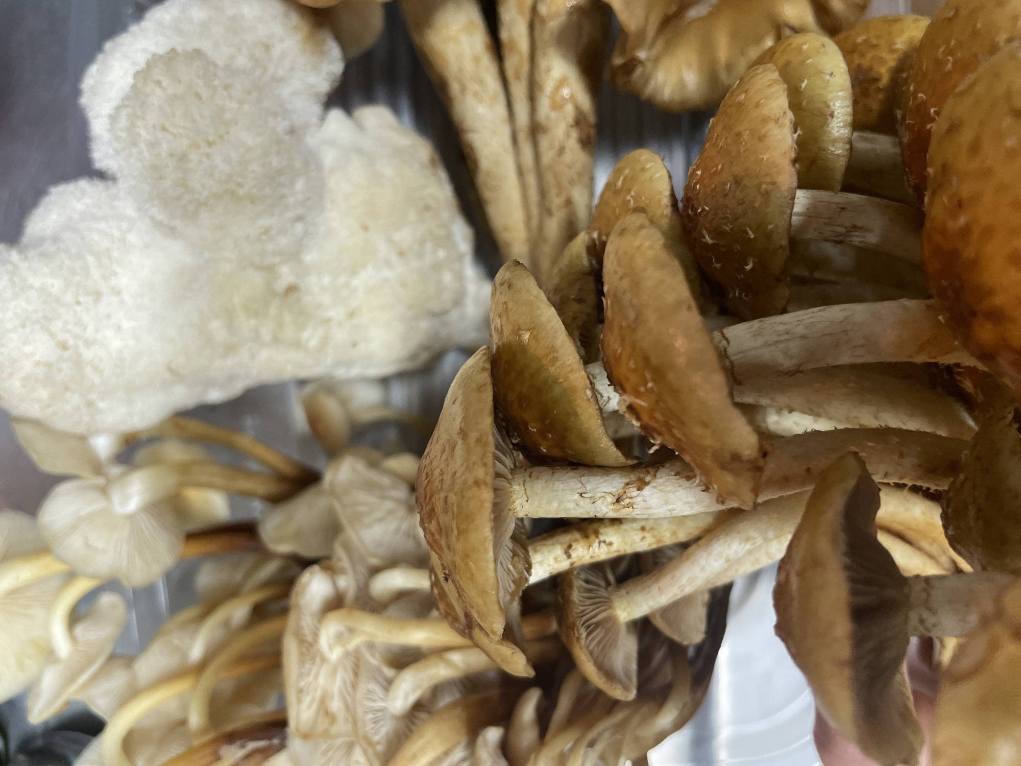 The image shows a close-up view of various types of mushrooms, likely cultivated. There's a large, white, porous mass resembling a lion's mane mushroom in the upper left. Clusters of small, tan-colored mushrooms with gills are present, some with smooth caps and others with slightly textured surfaces. The mushrooms are likely in a container, potentially plastic, due to the visible edges of a clear material in the background. There is no indication of the location being Ushuaia, Argentina, or any people present. The scene focuses solely on the mushrooms.