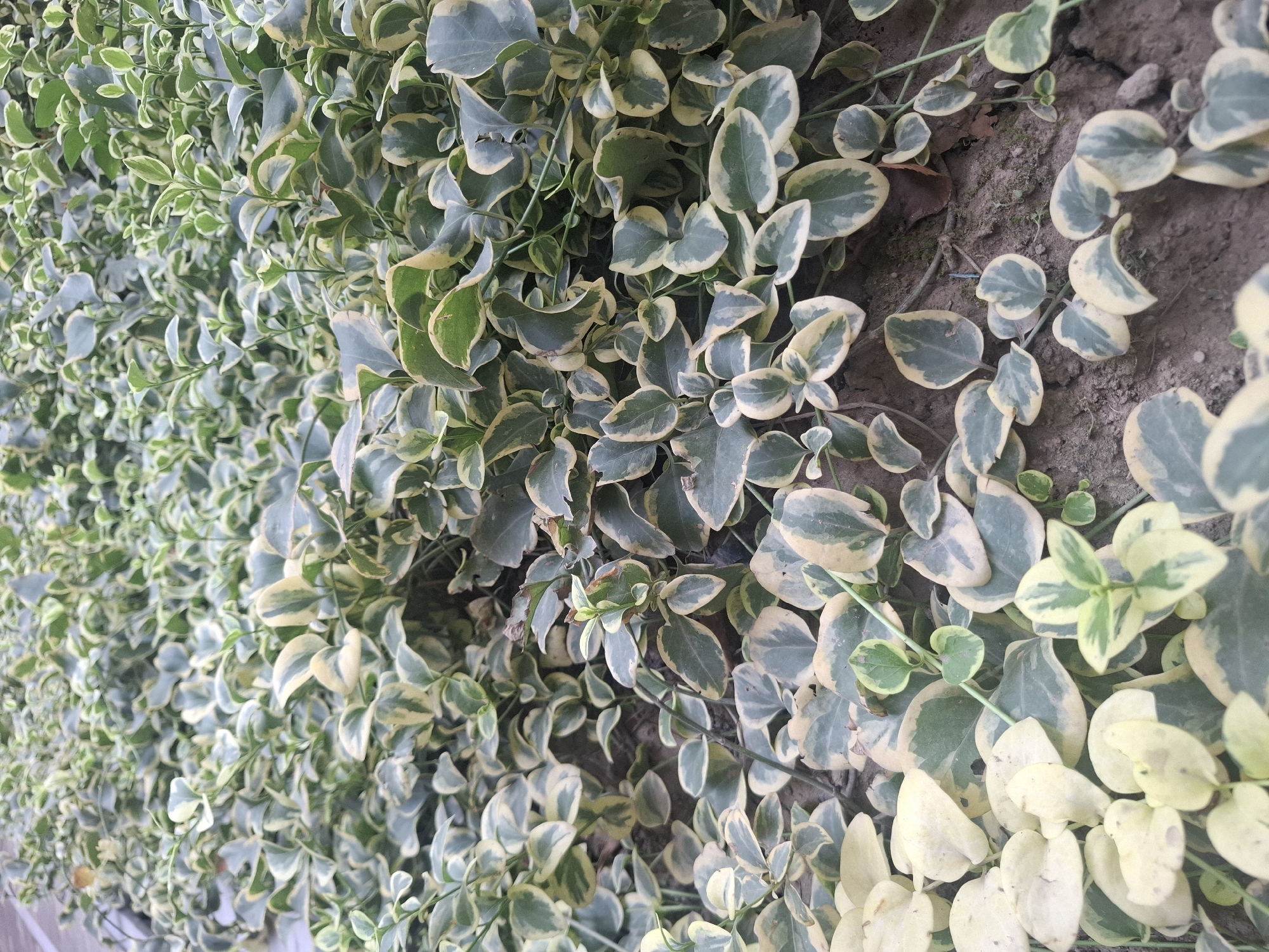 The image displays a dense ground cover of variegated vinca plants, characterized by their oval-shaped leaves with green centers and creamy yellow or white margins. The foliage is lush and spreads across the frame, creating a textured carpet of green and pale hues. The plants are growing in soil, which is visible in patches between the leaves, appearing dry and earthy. The lighting suggests an outdoor setting, possibly in natural daylight, casting subtle shadows. The image is a close-up, ground-level view focusing solely on the vegetation. There are no people, animals, or man-made structures evident in the photograph. The scene depicts a typical garden or park landscaping element, common in urban green spaces.
Without specific landmarks or identifying features within the image, it is impossible to definitively pinpoint a location in Tashkent, Uzbekistan. However, such ground cover plants are widely used in the landscaping of parks, residential areas, and public spaces throughout the city. Tashkent features numerous parks, squares, and boulevards that are frequently adorned with various types of ornamental plants and ground covers to enhance their aesthetic appeal and provide ecological benefits. Areas like Amir Timur Square, Independence Square, or the vicinity of the Tashkent Metro stations could potentially feature similar landscaping.