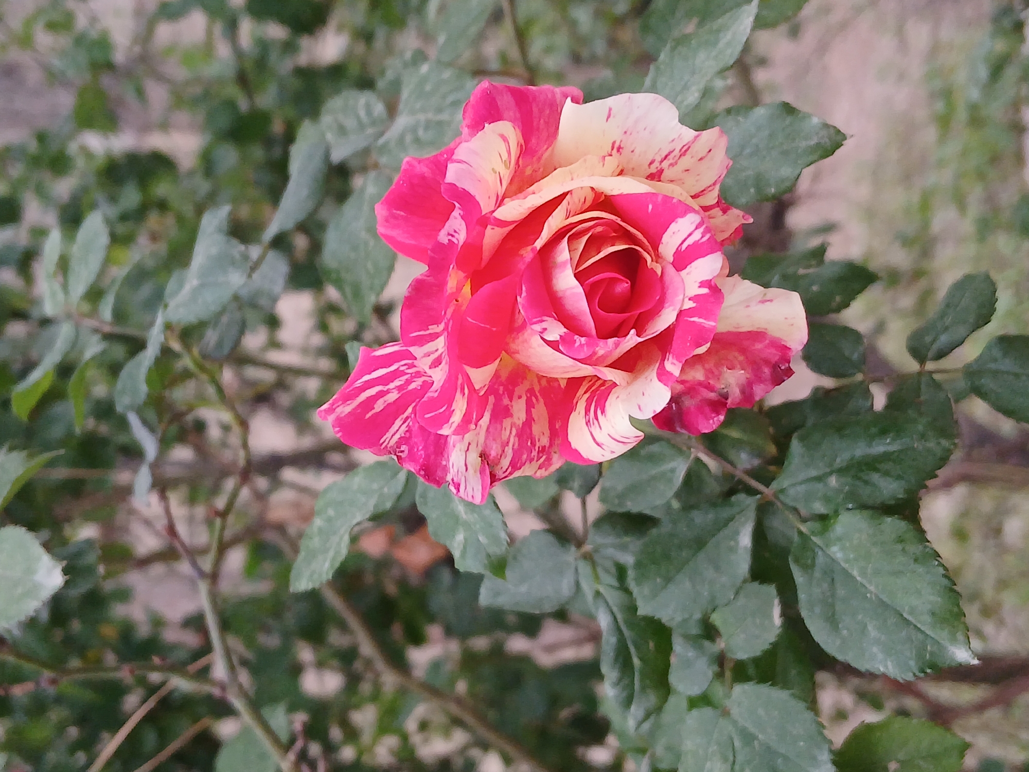 The image shows a close-up of a rose, predominantly pink and white, surrounded by green leaves and branches. The flower exhibits a swirling pattern of colors with pink dominating the outer petals and a mix of pink and white towards the center. The leaves have a muted, dusty appearance, possibly due to lighting or a natural coating. The branches are thin and brown. The background is blurry, suggesting a garden or natural setting. The location is Quetta City Tehsil, Pakistan.