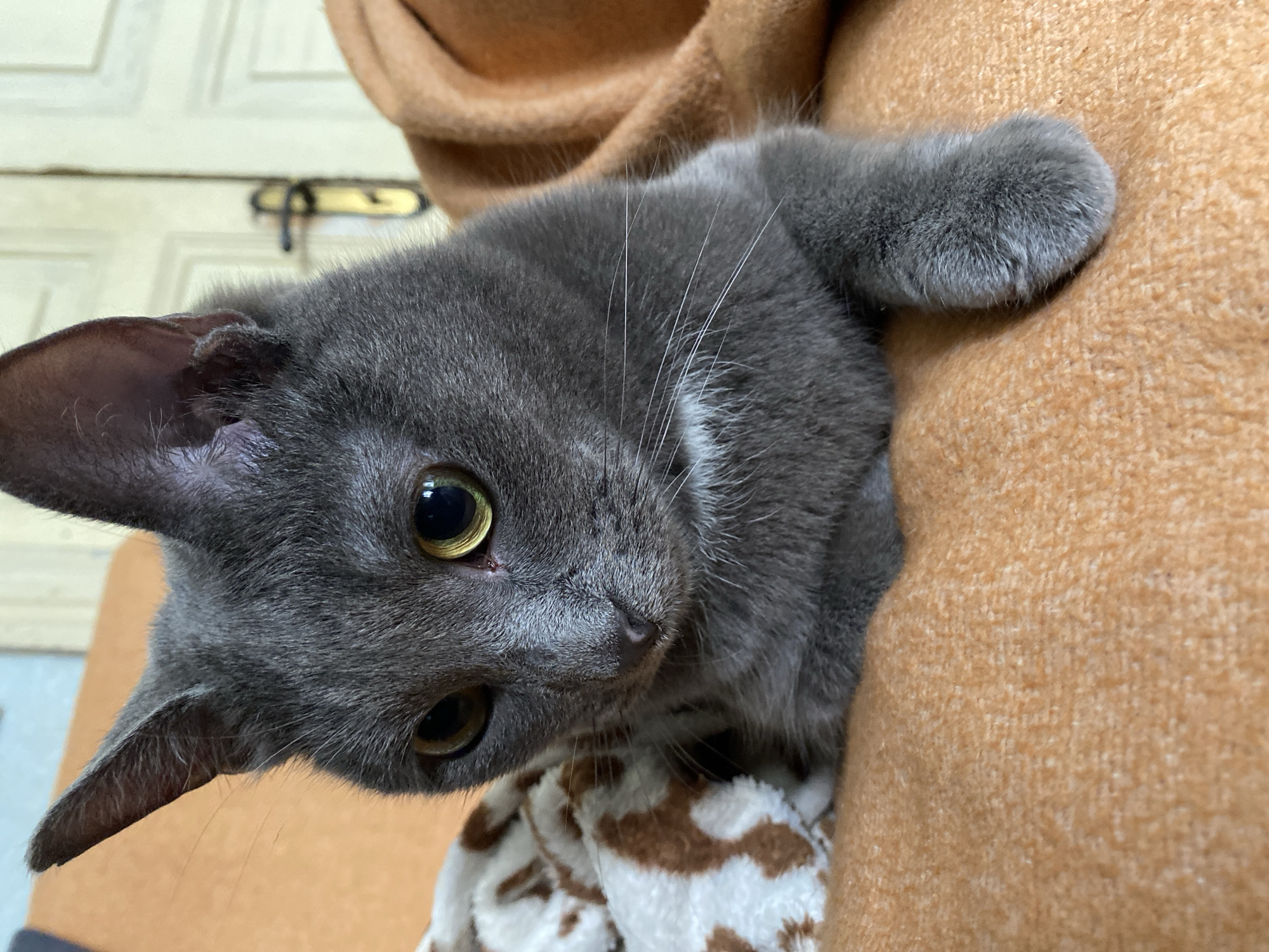 A close-up, head-on shot shows a grey cat with large, yellow-green eyes resting on an orange, textured surface, possibly a sofa or blanket. The cat's ears are perked, and it is looking slightly to the left of the camera. To the cat's left, a white blanket with brown abstract spots is partially visible. Behind the cat, a blurry background shows a closed door with a brass handle and a lighter-colored wall. The lighting suggests an indoor environment.