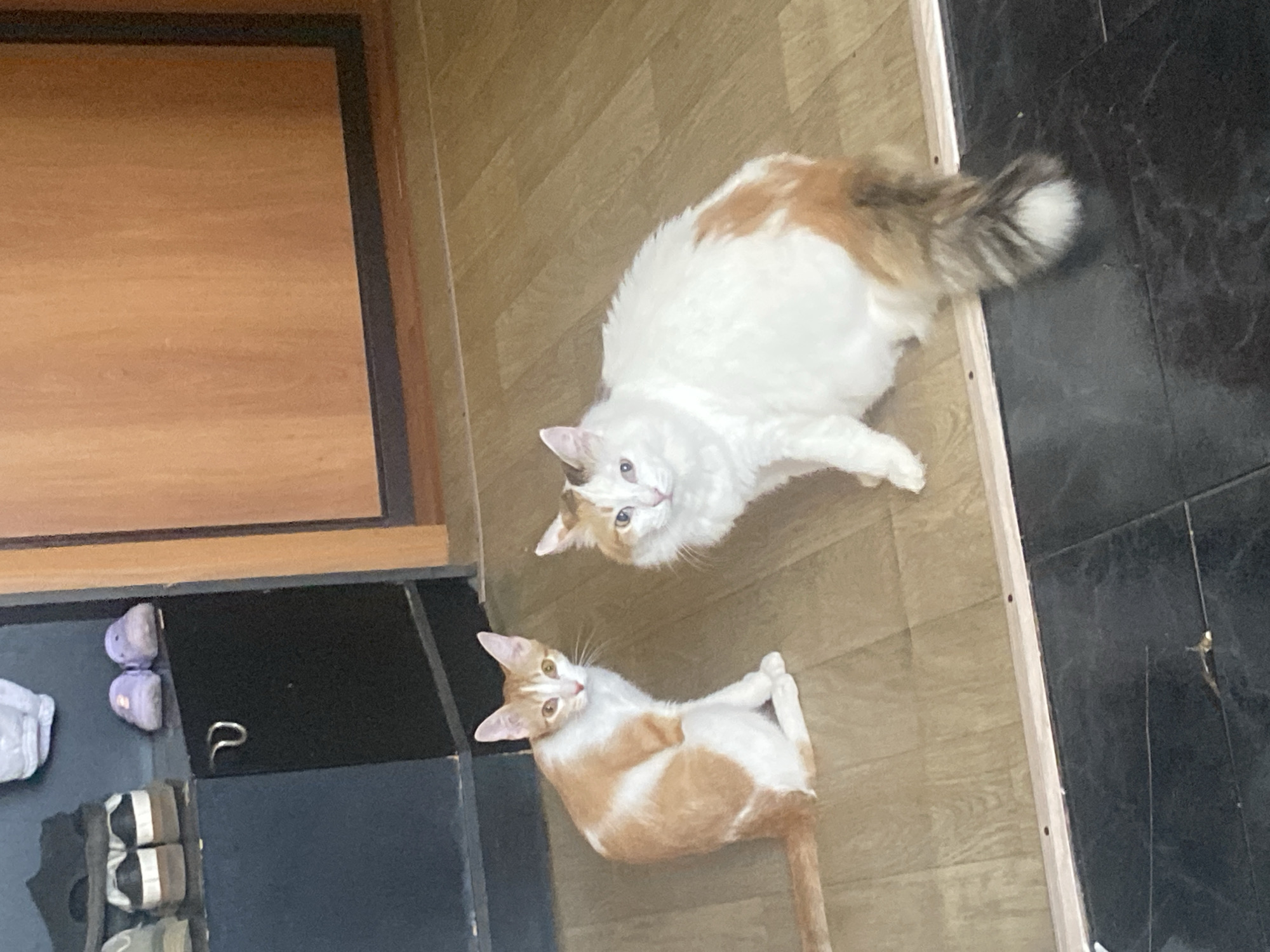 The image shows two cats on a floor. One cat is mostly white with orange markings and a fluffy tail, and the other cat is mostly orange and white. The floor appears to be made of light brown planks, with an area of black tiles visible in the upper right corner. A dark-colored cabinet or shelf is visible on the left side of the frame, with some items on the surface next to it. There is no information present to determine the city of Chaikovsky, Russia or provide details of forensic value.