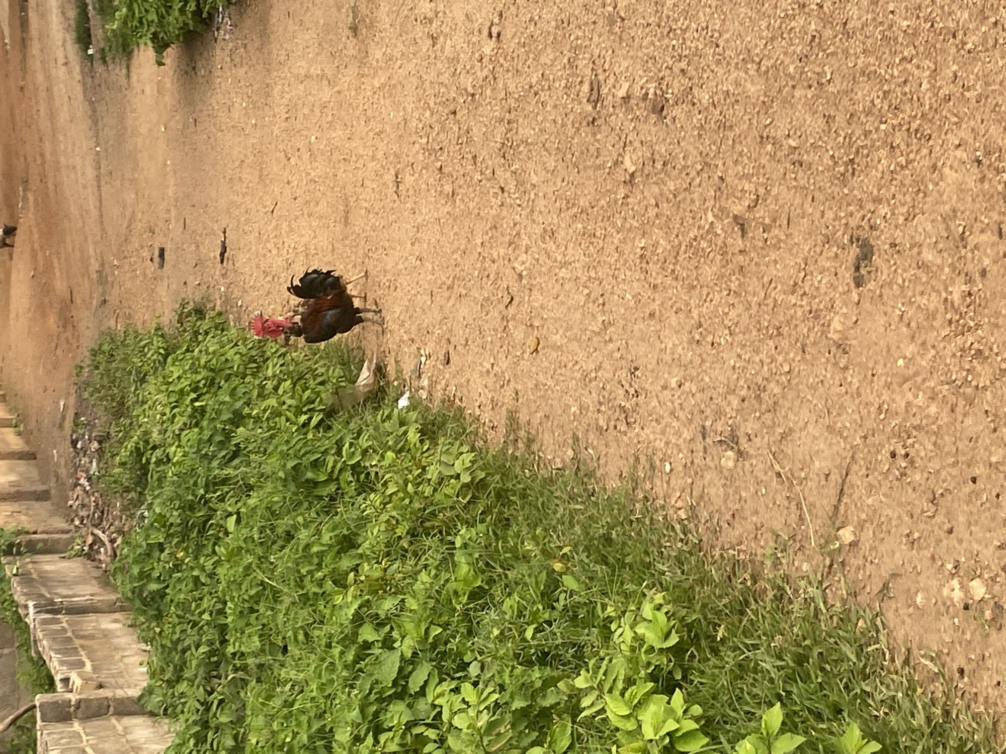 Two roosters are walking on a dirt path bordered by a low, grey brick wall on the left and dense green foliage. The path is made of tan-colored gravel and dirt, with scattered small stones and debris. The roosters are dark-colored with red combs and wattles. One rooster is in the foreground, facing left, while the other is slightly behind and to its right, also facing left. In the distance, further up the path, there is a dark, indistinct shape that might be another animal or object. The wall appears to be constructed of rough-hewn concrete blocks. The foliage on the left is lush and green, with various types of plants and leaves. The overall scene suggests an outdoor environment, possibly in a rural or semi-rural area.
