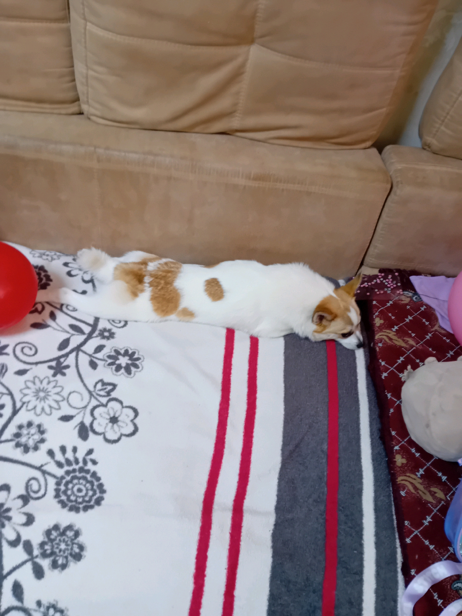 A small, tan and white dog is lying on its stomach on a blanket with a floral pattern. The dog's head is resting on a striped blanket with red and white stripes. To the left of the dog is a red ball. To the right of the dog is a red blanket with a diamond pattern. The background is a beige sofa. The scene appears to be indoors. There is no indication of the location being in Chuhuiv, Ukraine.
