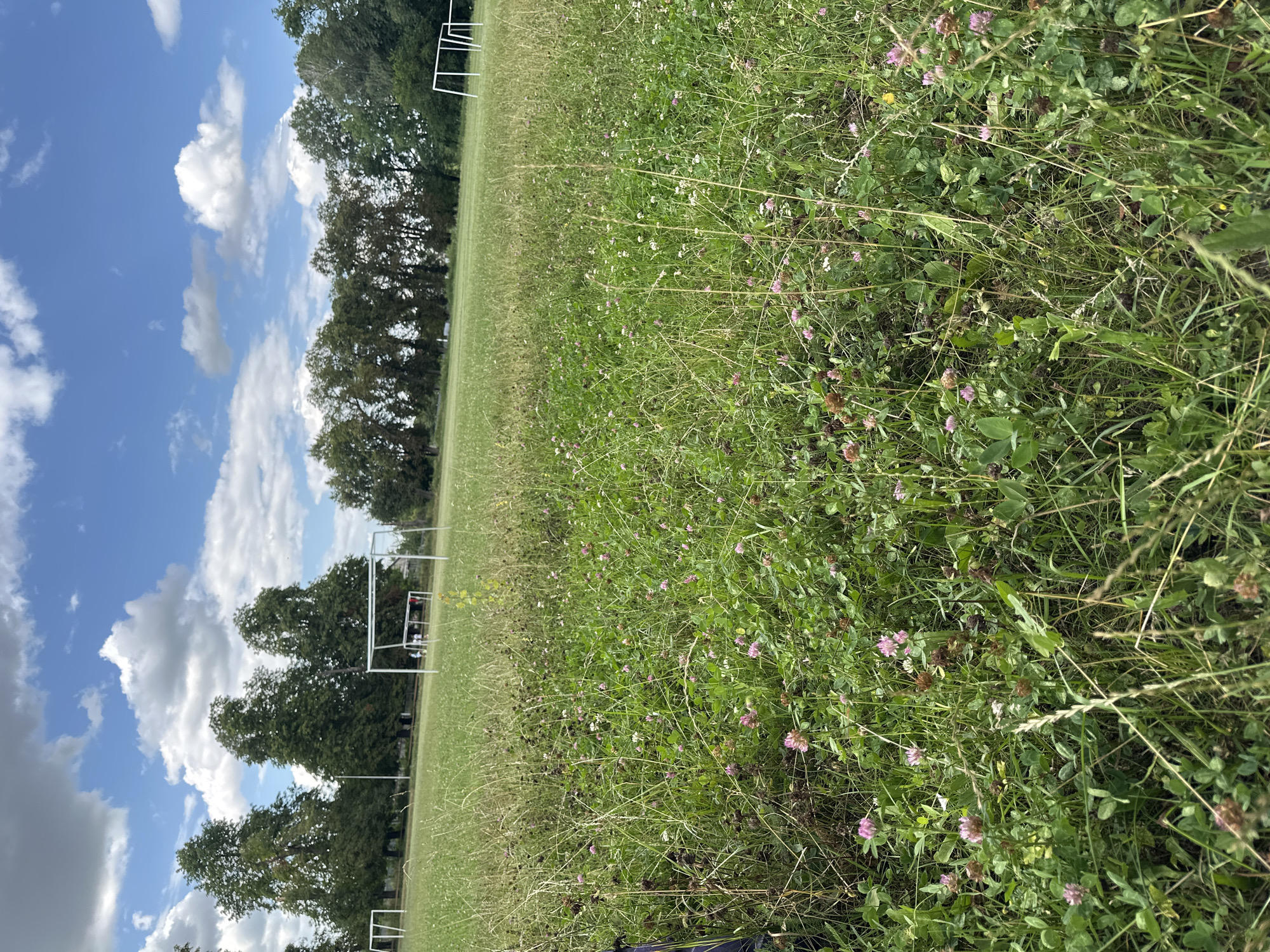 This is an outdoor, eye-level, full shot of a grassy field with several soccer goals in the background. The foreground is dominated by tall, green grass and clover with scattered pink and white blossoms. In the midground, a soccer field is visible with two goals, one of which has people near it. Further back, more trees and another goal are visible, along with a building structure. The sky is blue with scattered white clouds, suggesting a bright, sunny day. The location is Makiv, Ukraine.