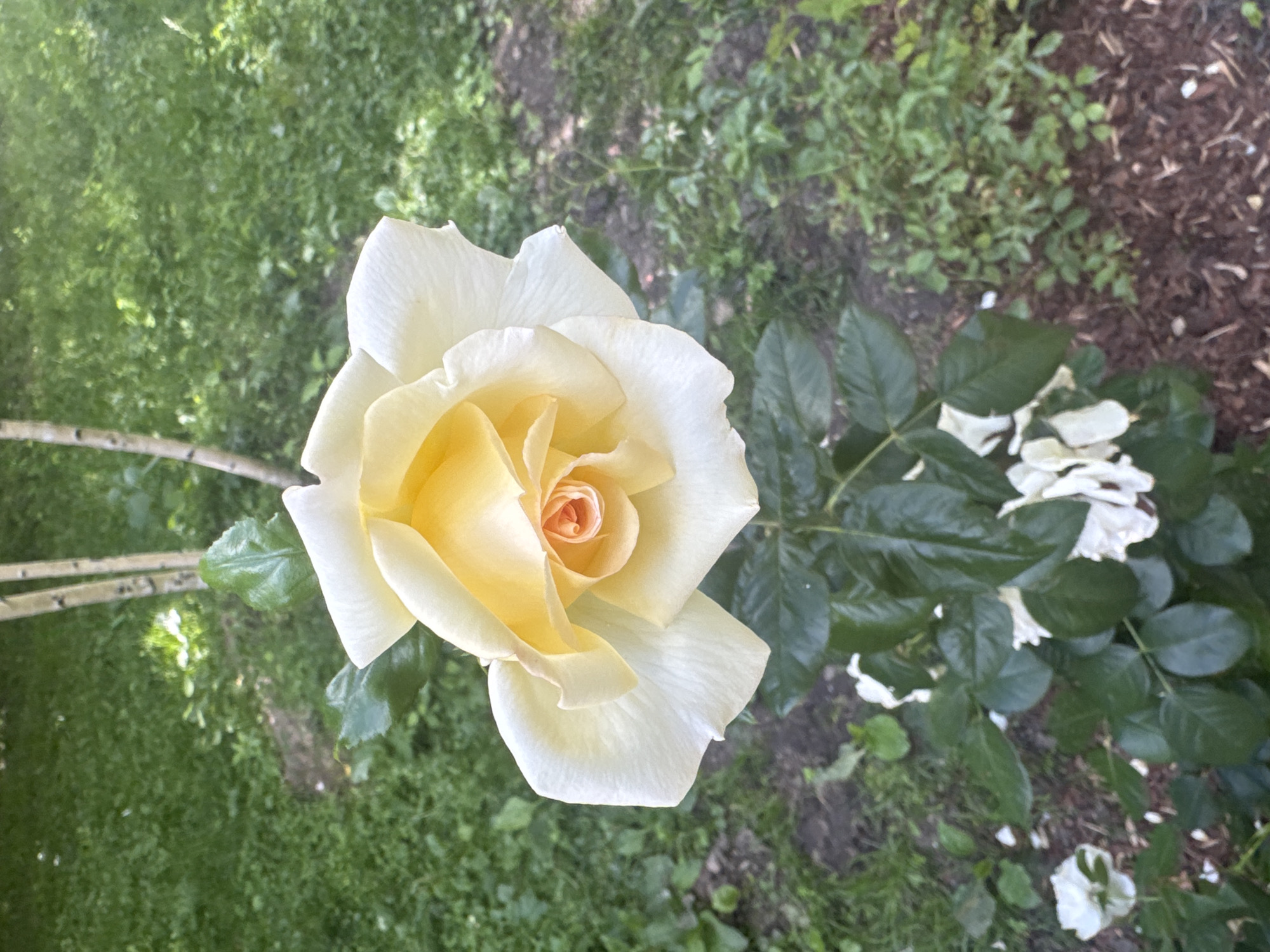 A close-up, high-angle shot captures a single, partially bloomed yellow rose in the foreground, its petals a soft gradient from creamy white at the edges to a warm yellow towards the center, where a hint of coral is visible. The rose is attached to a green stem with dark green leaves. In the background, a patch of green grass with scattered brown mulch and some dried white petals on the ground suggests a garden setting. Two thin, pale tree trunks are visible vertically behind the rose, adding to the natural environment. There is no indication of a specific location within Moscow, Russia, as the image lacks any identifying landmarks or context. The scene is static, with no people or actions depicted.