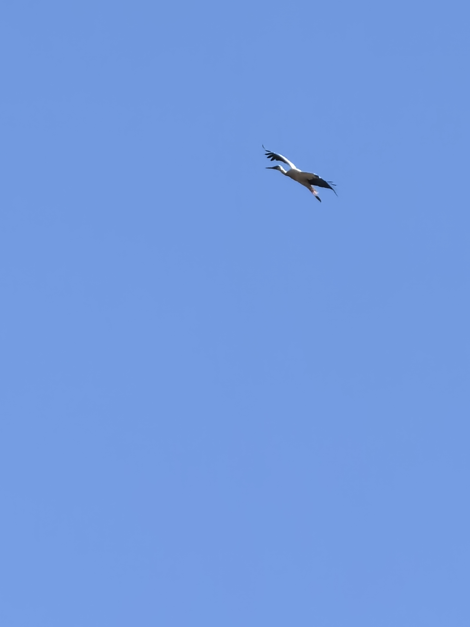 A white stork is flying in a blue sky. There is no location mentioned. There are no people in this image.