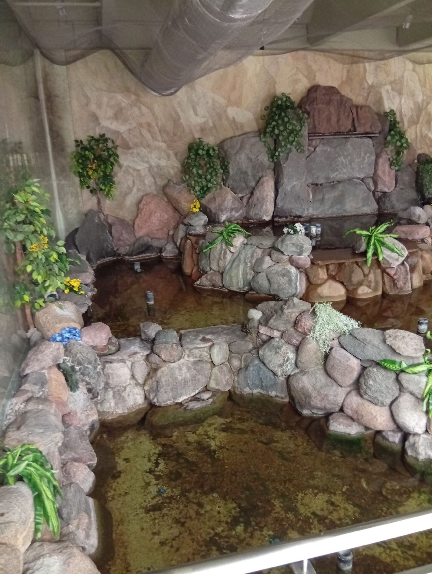 The image depicts an artificial rock pond habitat, likely designed for reptiles or amphibians, inside a building. The structure features a waterfall made of various sized stones, some of which are reddish-brown and grey. Green artificial plants are strategically placed around the rock formations and within the water. The water itself appears murky with algae. Several pipes are visible protruding from the water. The overall setting suggests an exhibit or display. Without further context or identifying features within the image, it is not possible to determine its specific location in Šiauliai, Lithuania.