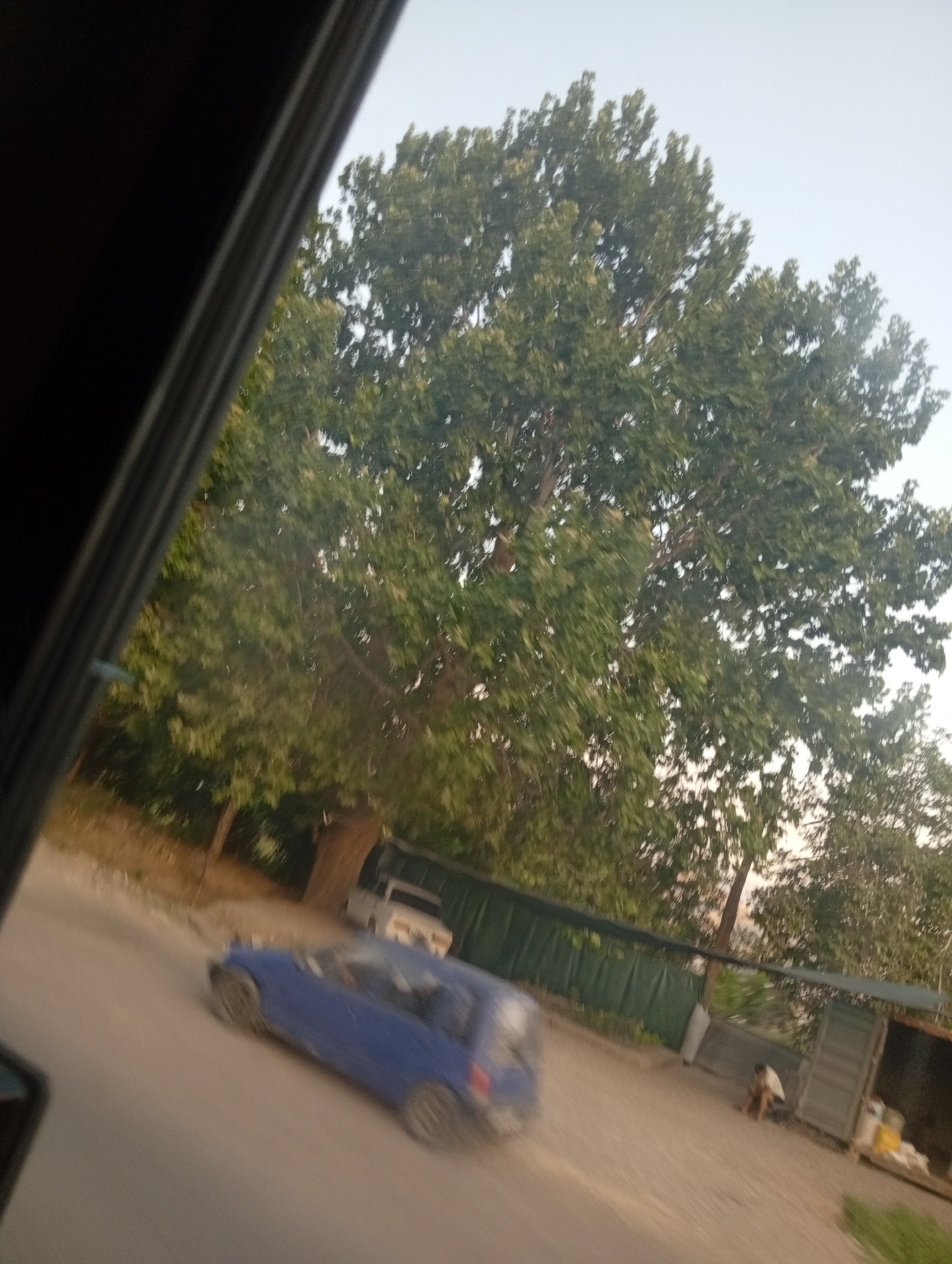 The image captures a scene in Angren, Uzbekistan, featuring a blue car driving on a dusty road. Behind the car, a large tree with dense green foliage dominates the background, its branches stretching towards a pale sky. The car appears to be moving, as indicated by the motion blur. To the right of the tree, a green tarpaulin structure is visible, extending across the scene. Further to the right, a shipping container is partially open, with a person, possibly a man, sitting or crouching near it, holding a white object. The ground is mostly dirt and appears dry. The overall impression is one of an outdoor, possibly semi-industrial or residential area in Angren, with a focus on the movement of the vehicle and the natural elements.