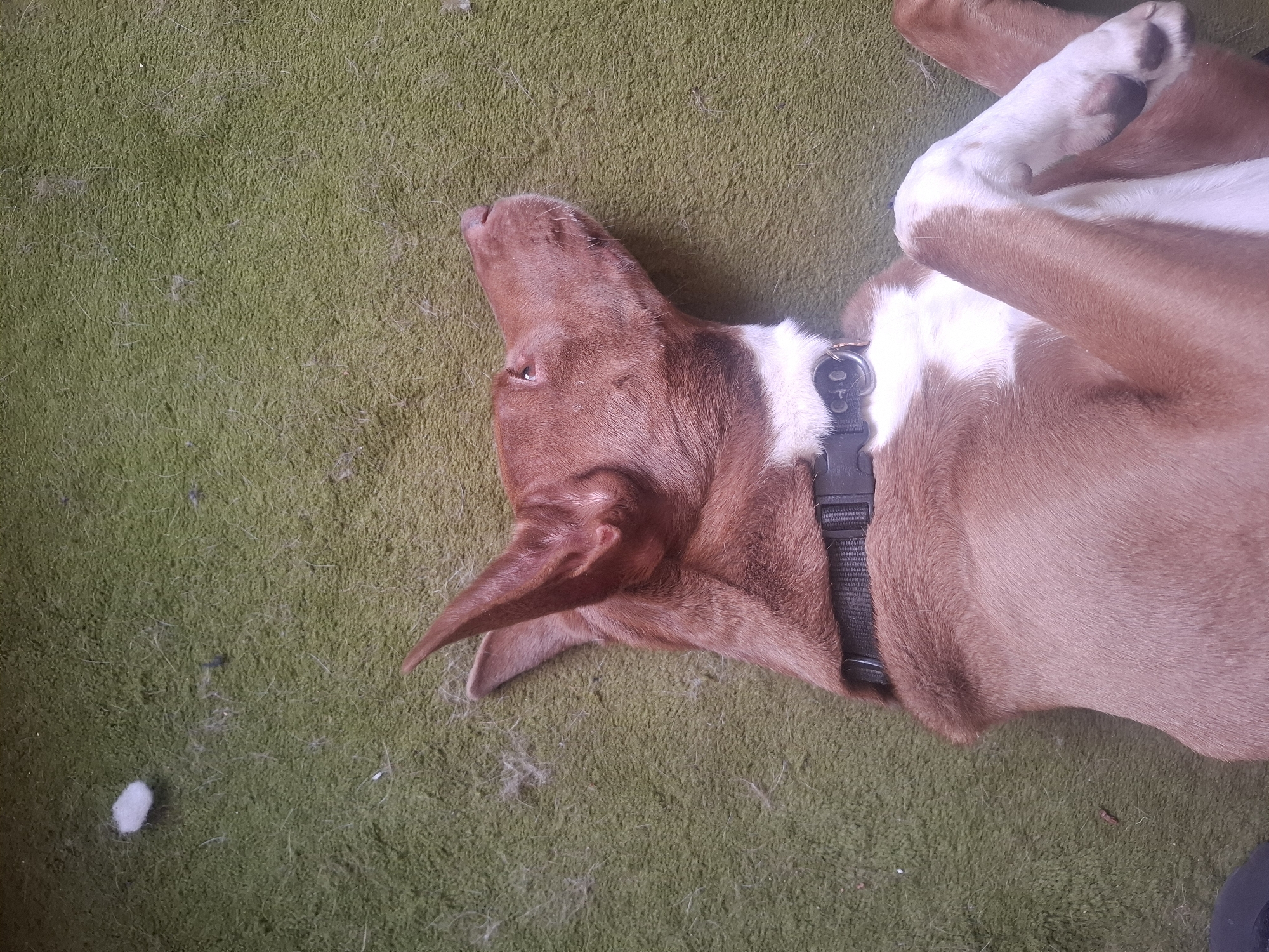 A brown and white dog is lying on its back on a green carpet. The dog is wearing a black harness. The location is Naucalpan de Juárez, Mexico.