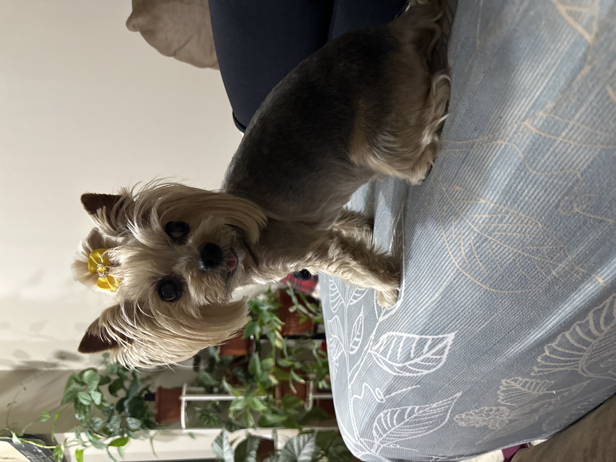 A brown and grey Yorkie dog wearing a yellow hair bow sits on a light blue patterned fabric. The dog is looking forward with its tongue slightly sticking out. Behind the dog, there is a row of potted plants. The location of the photograph is unknown.