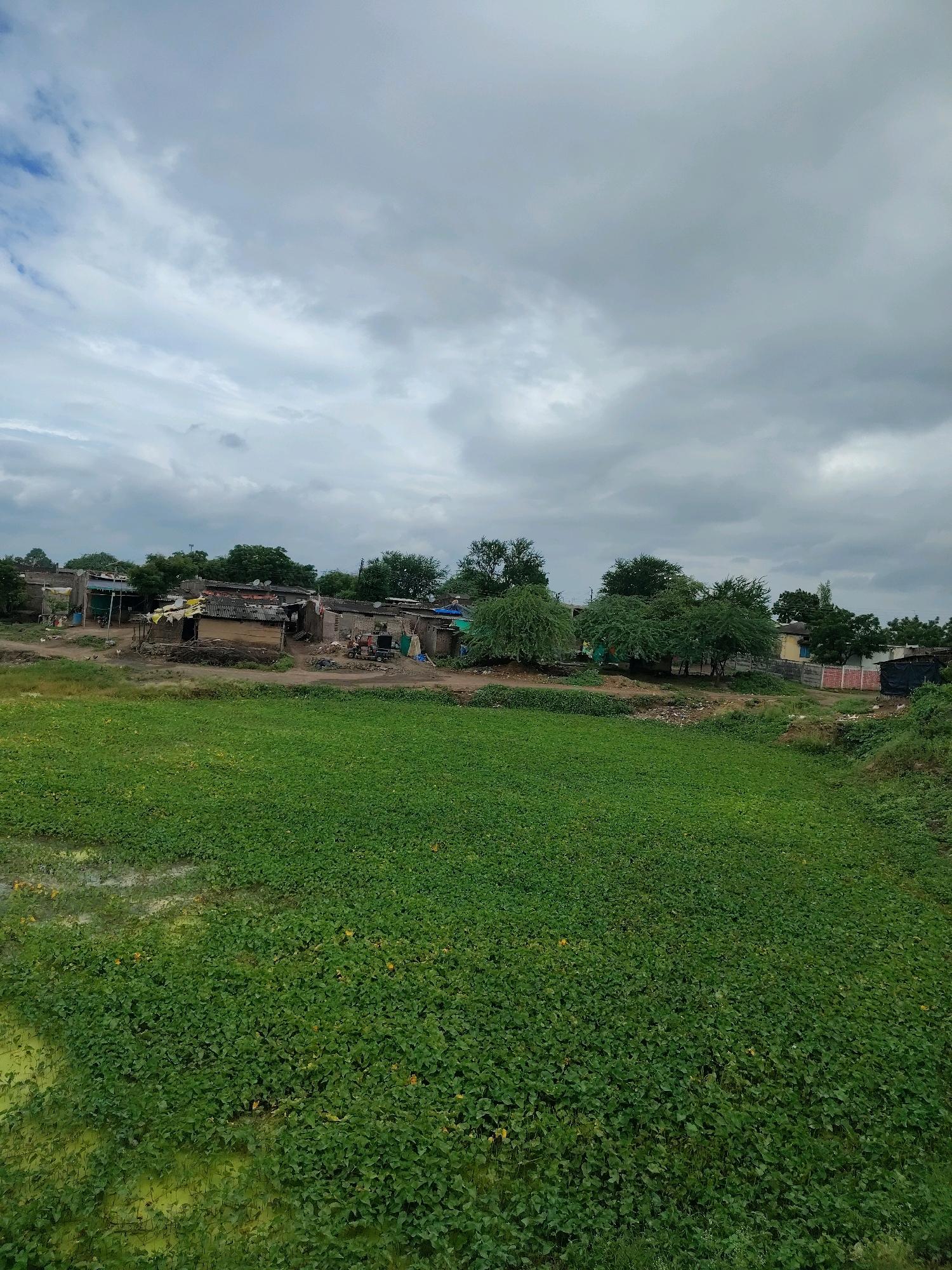 The image depicts a rural village scene in Velawad, India, under a cloudy sky. In the foreground, a large expanse of vibrant green vegetation, possibly a crop or aquatic plants, fills the lower half of the frame. Some patches of yellow are visible within this green area, suggesting the presence of small flowers or discolored foliage.
The middle ground reveals a collection of simple dwellings with mud-brick walls and corrugated iron or thatched roofs. Some structures appear weathered, with exposed beams and unfixed elements. Various objects are scattered around the houses, including a small red vehicle resembling a tractor or power tiller, blue plastic barrels, and what appears to be construction materials or debris. Several trees with dense foliage are interspersed among the buildings, providing shade and breaking up the uniformity of the structures. A dirt path runs in front of the houses, with a few chickens visible on the ground, indicating a typical rural setting.
The background is dominated by a dense canopy of green trees, suggesting the village is surrounded by vegetation. The sky is overcast with heavy, gray clouds, hinting at the possibility of rain or a stormy day. The overall impression is one of a functional, albeit humble, rural community existing within a natural, green environment.
