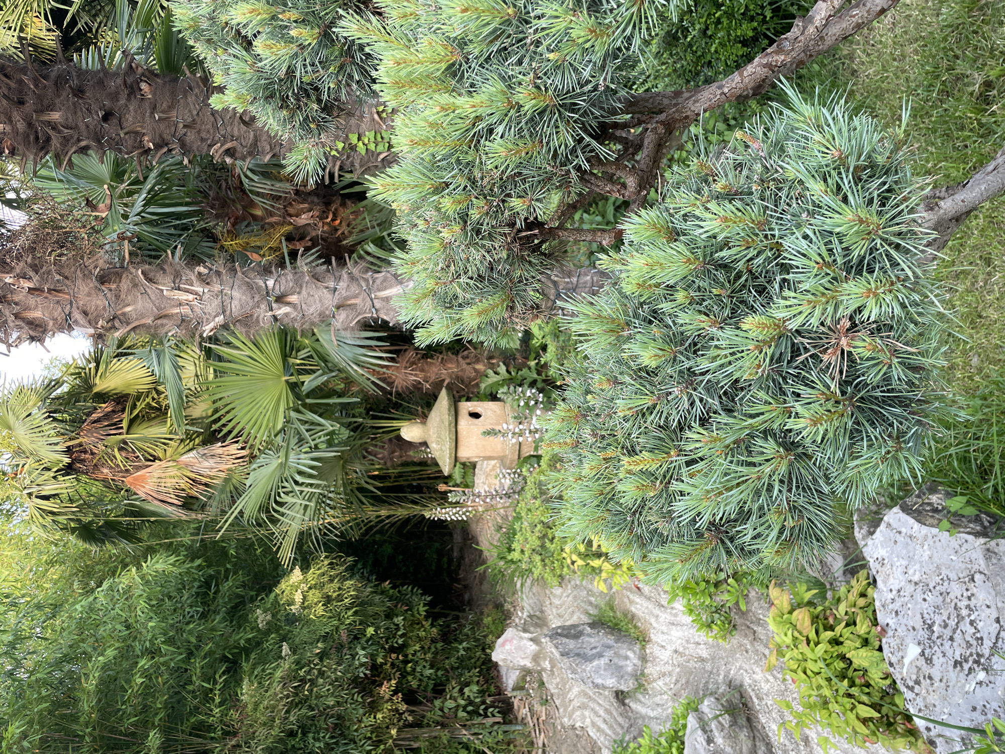The image depicts a lush garden scene, likely within the city of Sochi, Russia, characterized by a variety of subtropical and coniferous vegetation. In the foreground, a dense, well-maintained pine bonsai tree with short, blue-green needles dominates the right side of the frame. Its gnarled trunk and branches suggest age and careful cultivation. Behind the pine, the rough, textured trunks of palm trees rise, their fibrous husks partially wrapped with what appears to be decorative string lights, hinting at a possible evening or holiday illumination.
Further into the scene, a small, stone pagoda-style lantern sits nestled amongst smaller plants, its weathered appearance contributing to the garden's tranquil atmosphere. The left side of the image features a dense growth of bamboo, its tall, slender stalks creating a natural screen. Scattered amongst the plants are several large, grey rocks, some smooth and others with a rougher texture, integrated into the garden's landscaping. A pathway, possibly made of concrete or stone, curves through the garden, bordered by low-lying green foliage and larger rocks. The overall environment is one of dense greenery and a calm, naturalistic arrangement, evoking a sense of serenity and the unique climate of Sochi.