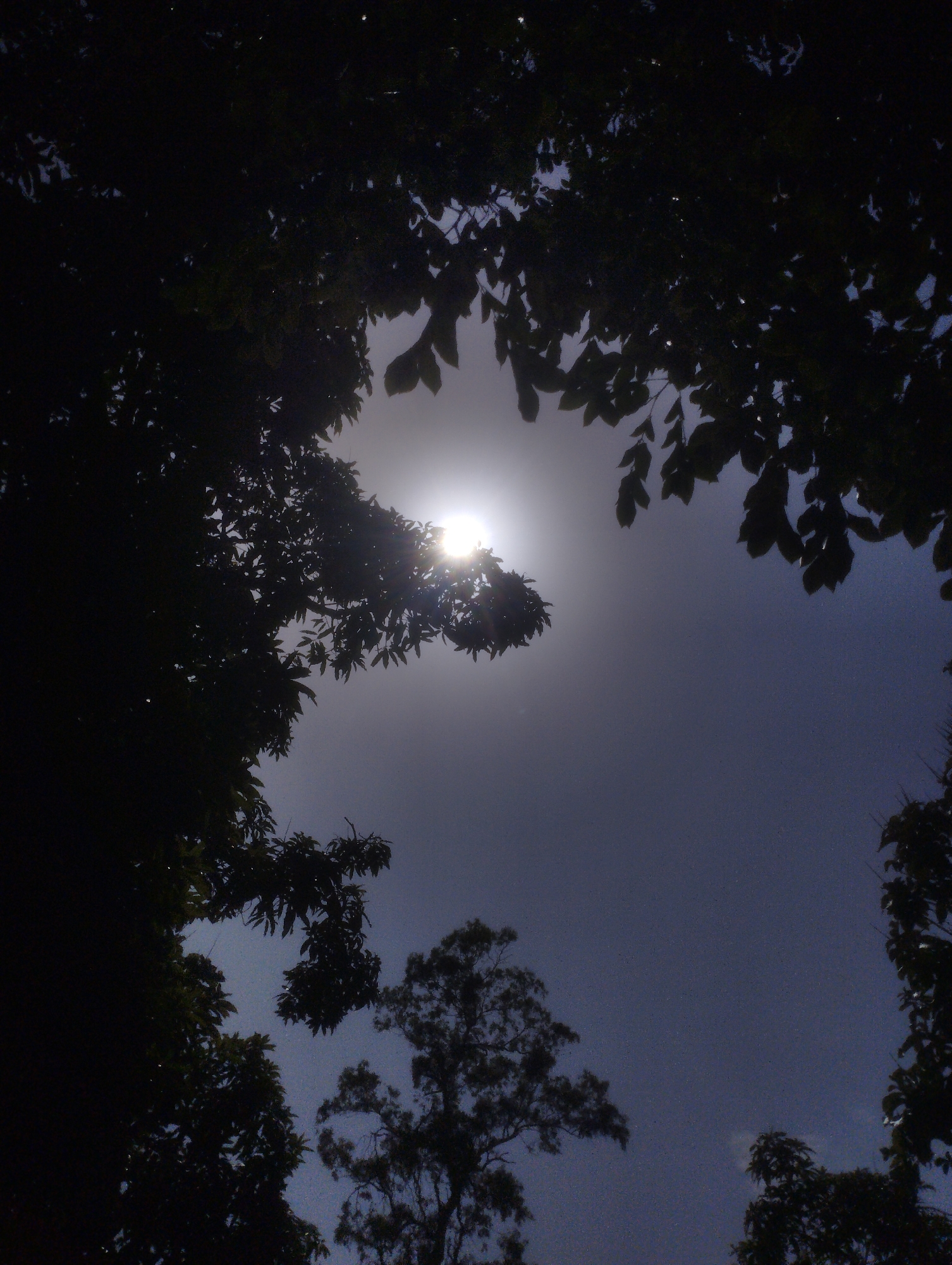 The image shows a view looking up through the branches of trees towards the sun. The sun is bright and appears to be partially obscured by foliage, creating a halo effect. The sky is a hazy, bluish-gray color. Silhouettes of leaves and branches frame the upper portion of the image. There are some smaller trees visible in the distance. The overall impression is of a bright, sunny day viewed through a canopy of leaves.