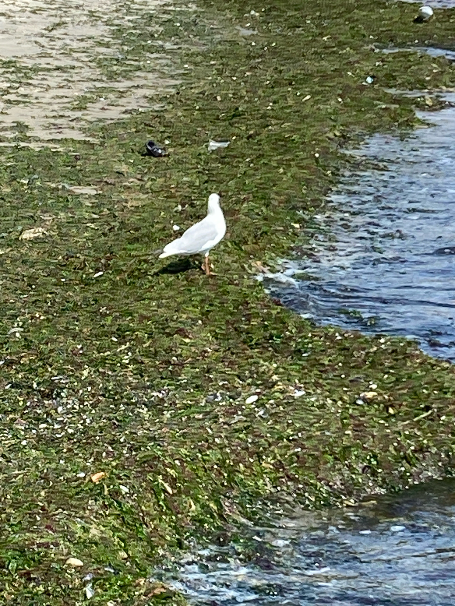 A single white seagull stands on a patch of green seaweed on a beach in Odesa, Ukraine. The seaweed covers the ground near the edge of the water. The water is blue and appears to be choppy. In the background, there is a sandy area. There are also some small white objects scattered on the seaweed, which may be shells or debris. A black object, possibly a piece of trash, is visible to the left of the seagull.