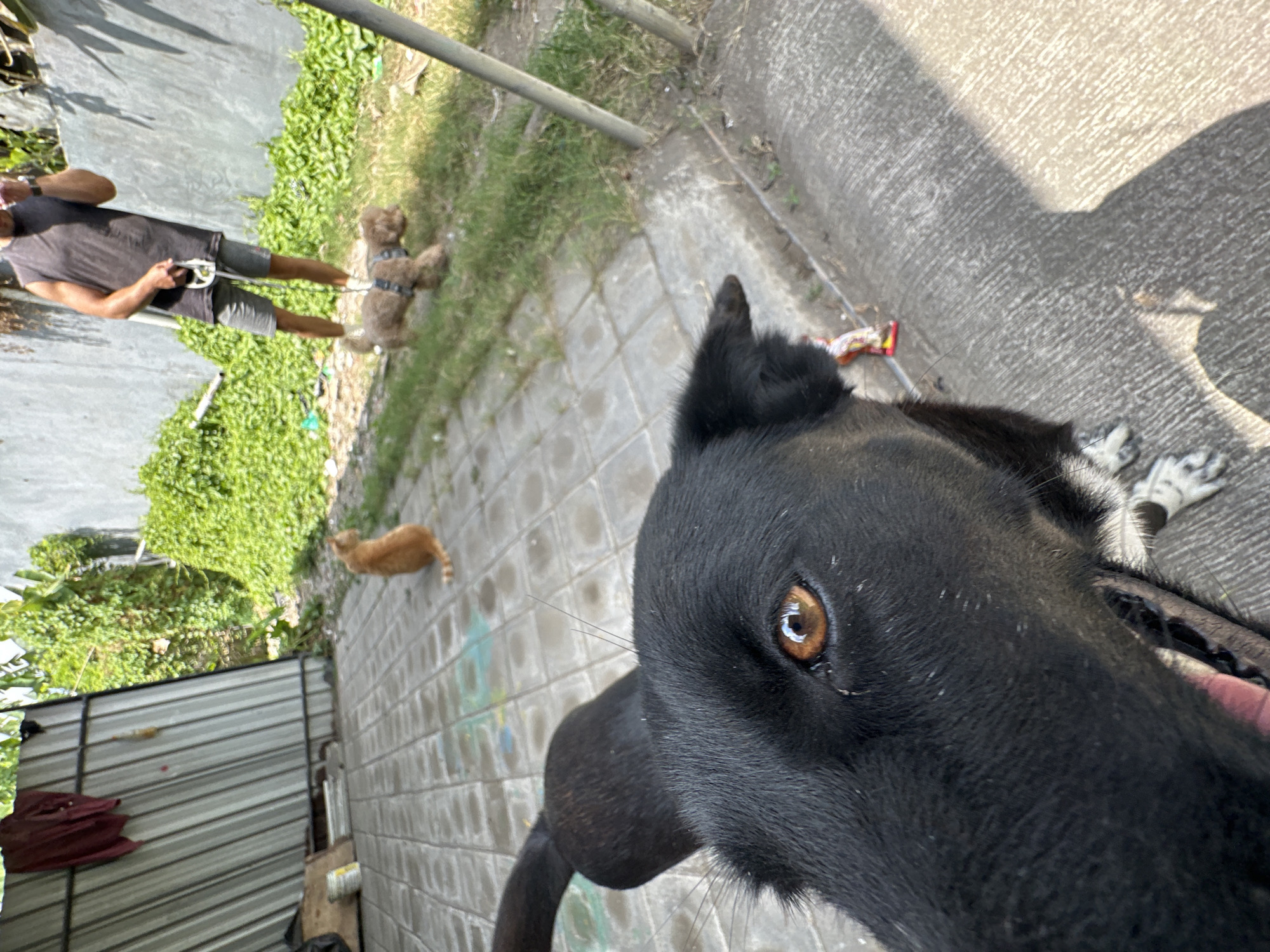 In North Kuta, Indonesia, a black dog's face dominates the foreground, its right eye clearly visible, a warm brown iris reflecting the sunlight. Behind it, a ginger cat sits facing away, further back on a paved area marked with chalk drawings. A person, wearing a dark sleeveless shirt and grey shorts, stands holding a leash attached to a small, fluffy brown dog that is walking on the grass. The environment includes a corrugated metal structure, lush green foliage against a concrete wall, and a paved walkway. The scene appears to be an outdoor residential or communal area.
