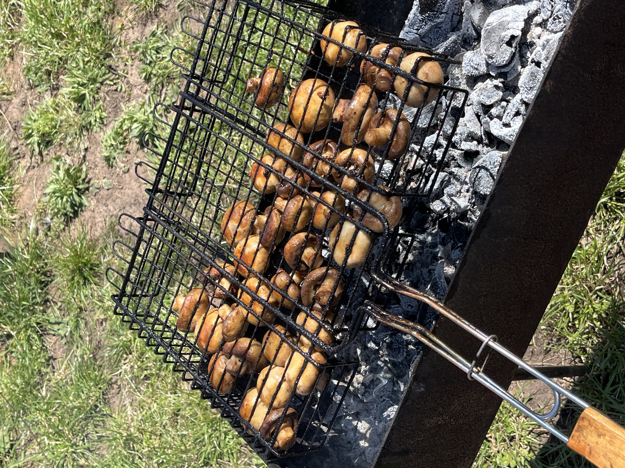 A metal grill basket, filled with numerous cooked mushrooms, rests atop a charcoal grill pit. The grill pit contains gray ashes and is positioned on a patch of green grass. The handle of the grill basket, made of metal and wood, extends away from the grill pit.
The city location and country were identified by the prompt, and not visually. Therefore, those specifics are not mentioned here.
