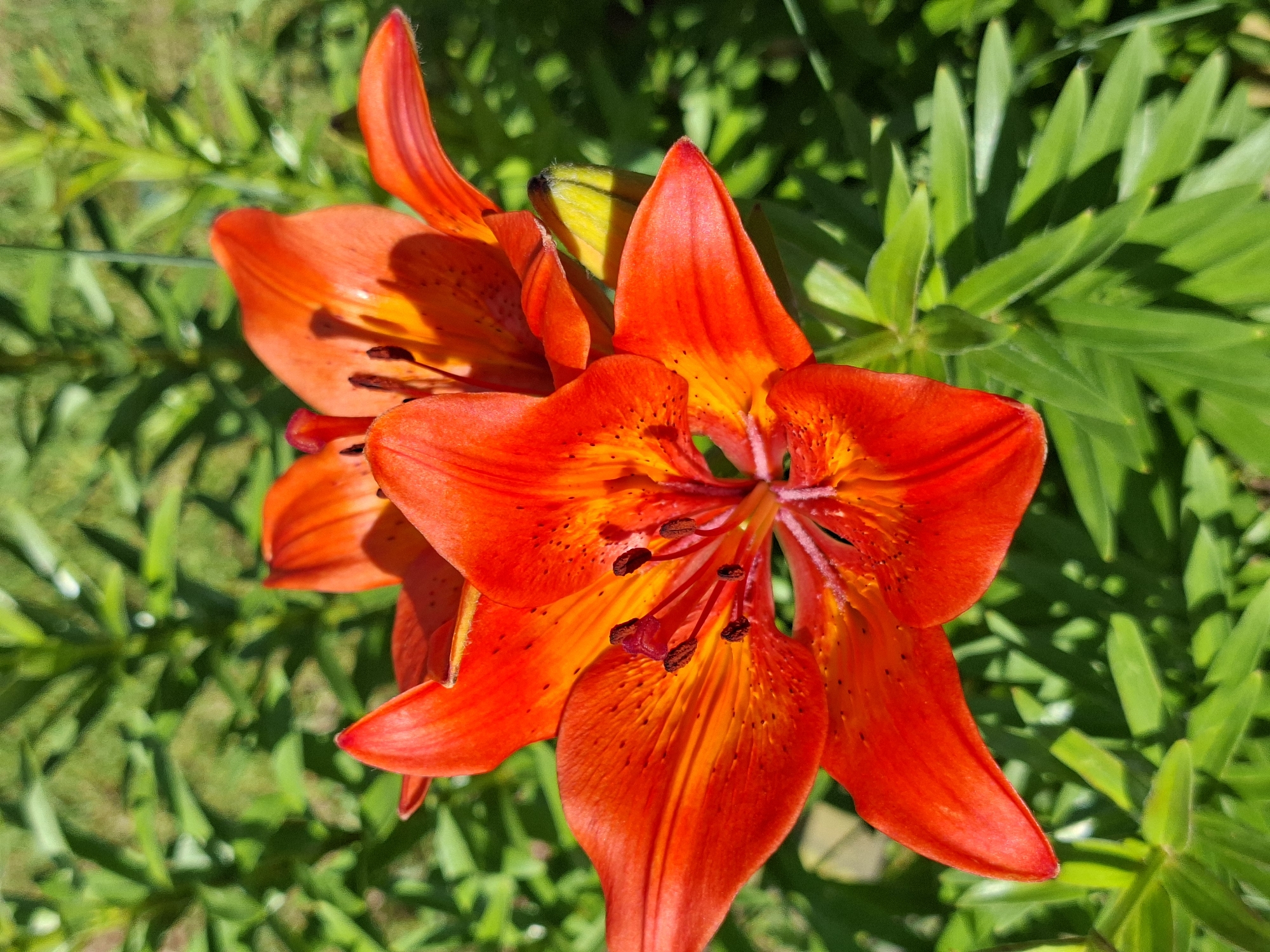 This is a close-up, high-angle photograph of vibrant orange lilies with dark spots. The flowers are in focus, with their petals unfurling to reveal their stamens and pistils. One lily is more prominent, dominating the right side of the frame, while another is partially visible to its left. A yellow bud is also present, nestled between the blooms. The background consists of lush, green foliage, likely the leaves and stems of the lily plants. The lighting suggests it is daytime, with sunlight illuminating the flowers and casting shadows on the leaves. The overall mood is one of natural beauty and vibrancy. There is no visible text in the image.