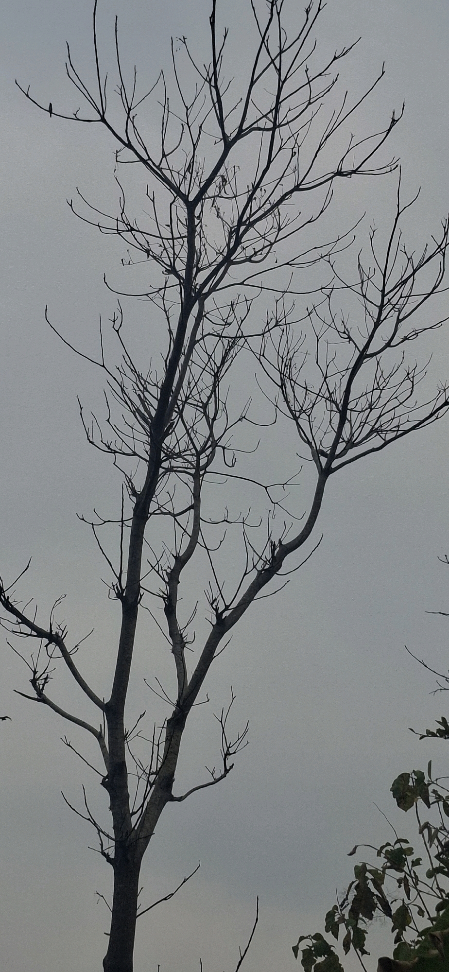 A silhouetted view of a bare, deciduous tree dominates the frame against a pale, overcast sky. The tree's branches are intricate and skeletal, reaching upwards and outwards with a dense network of thin twigs. In the upper left quadrant of the image, a small, dark bird is perched on one of the thinner branches. The tree's trunk is thick and appears to be split into multiple main branches. In the lower right corner, the tops of some leafy branches are visible, providing a contrast in texture and color to the starkness of the bare tree. The overall atmosphere is muted and possibly indicative of a cool, overcast day in Cianjur, Indonesia.