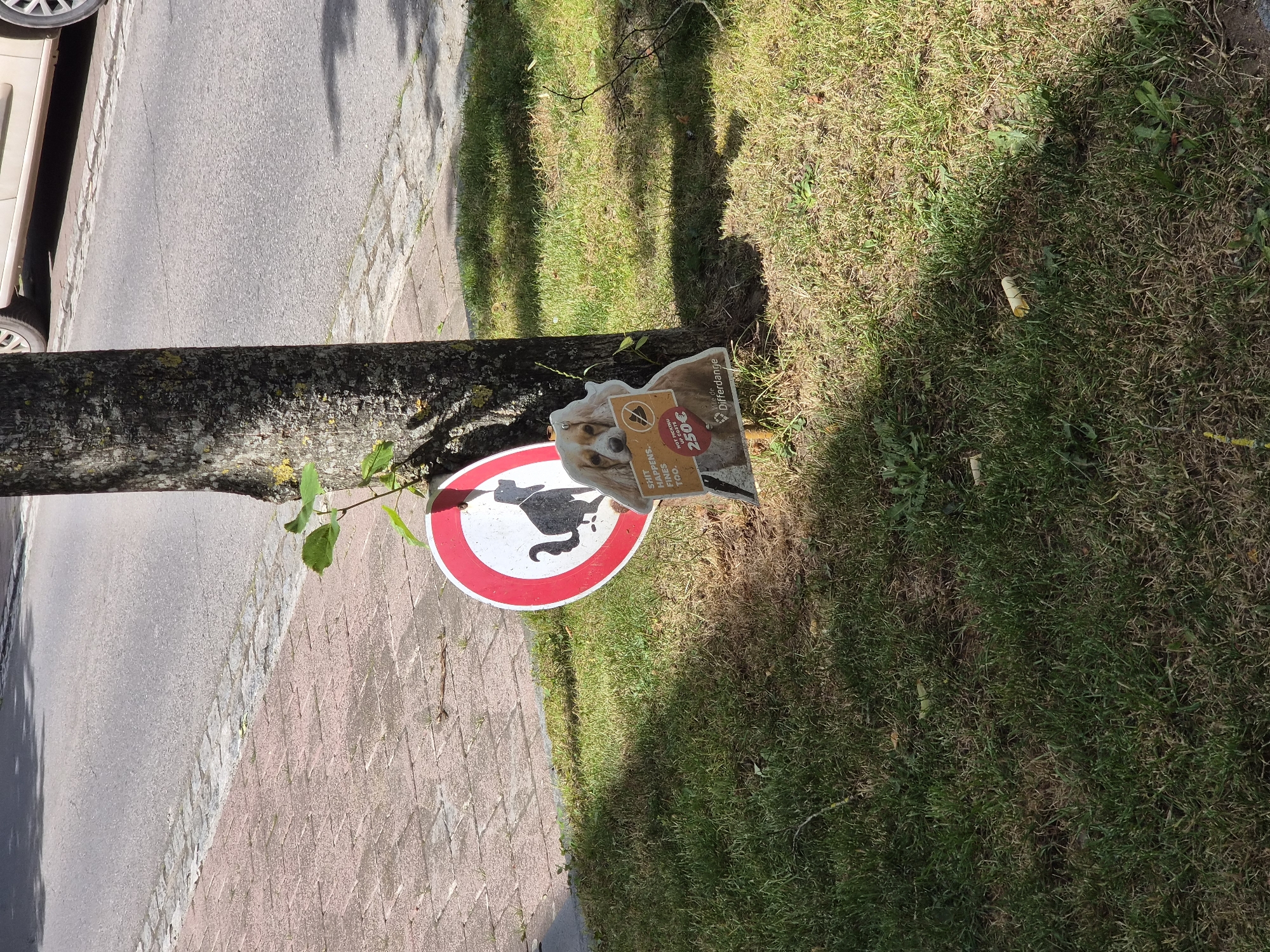 The image shows a tree trunk with two signs attached to it. One sign is circular with a red border and a black silhouette of a dog defecating, indicating a no-dog-pooping zone. The other sign is a cutout of a dog's head and upper body, holding a smaller sign in its mouth. This sign has text that reads "SHIT HAPPENS. FINES TOO. NOT PICKING UP COST 250€" and "Ville de Differdange". The signs are placed on a grassy area next to a paved sidewalk and a street. The environment appears to be a public outdoor space, likely a park or street in the municipality of Differdange, Luxembourg. The lighting suggests it is daytime, with shadows cast on the grass.