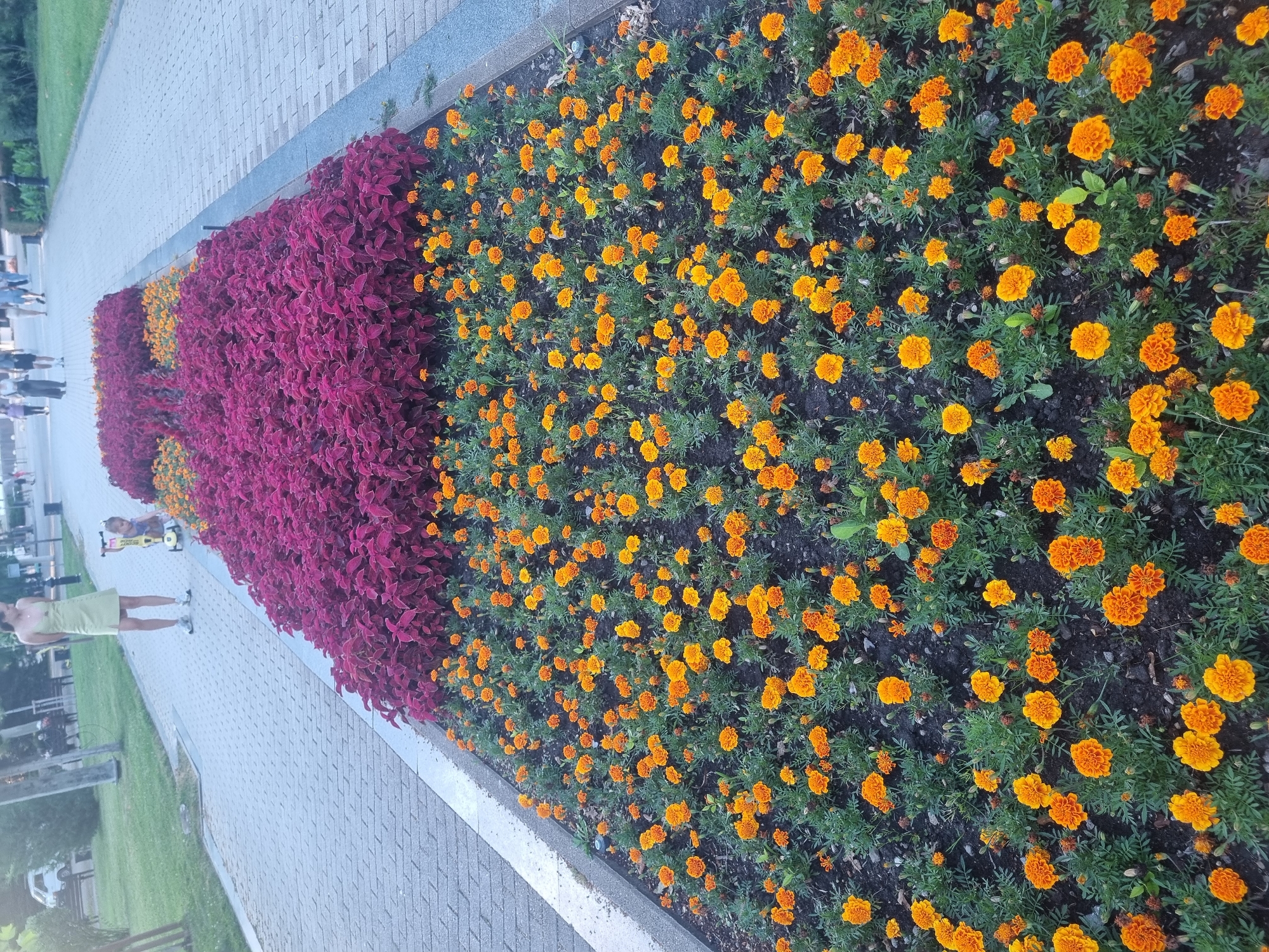 In an urban park in Krasnodar, Russia, a woman in a light green dress stands near a small child on a yellow scooter. They are positioned beside a flower bed that features a dense arrangement of deep red foliage. Beyond this, a vibrant bed of orange marigolds stretches across the foreground. The path adjacent to the flower beds is paved with light gray, rectangular bricks, and several people are visible walking in the background.