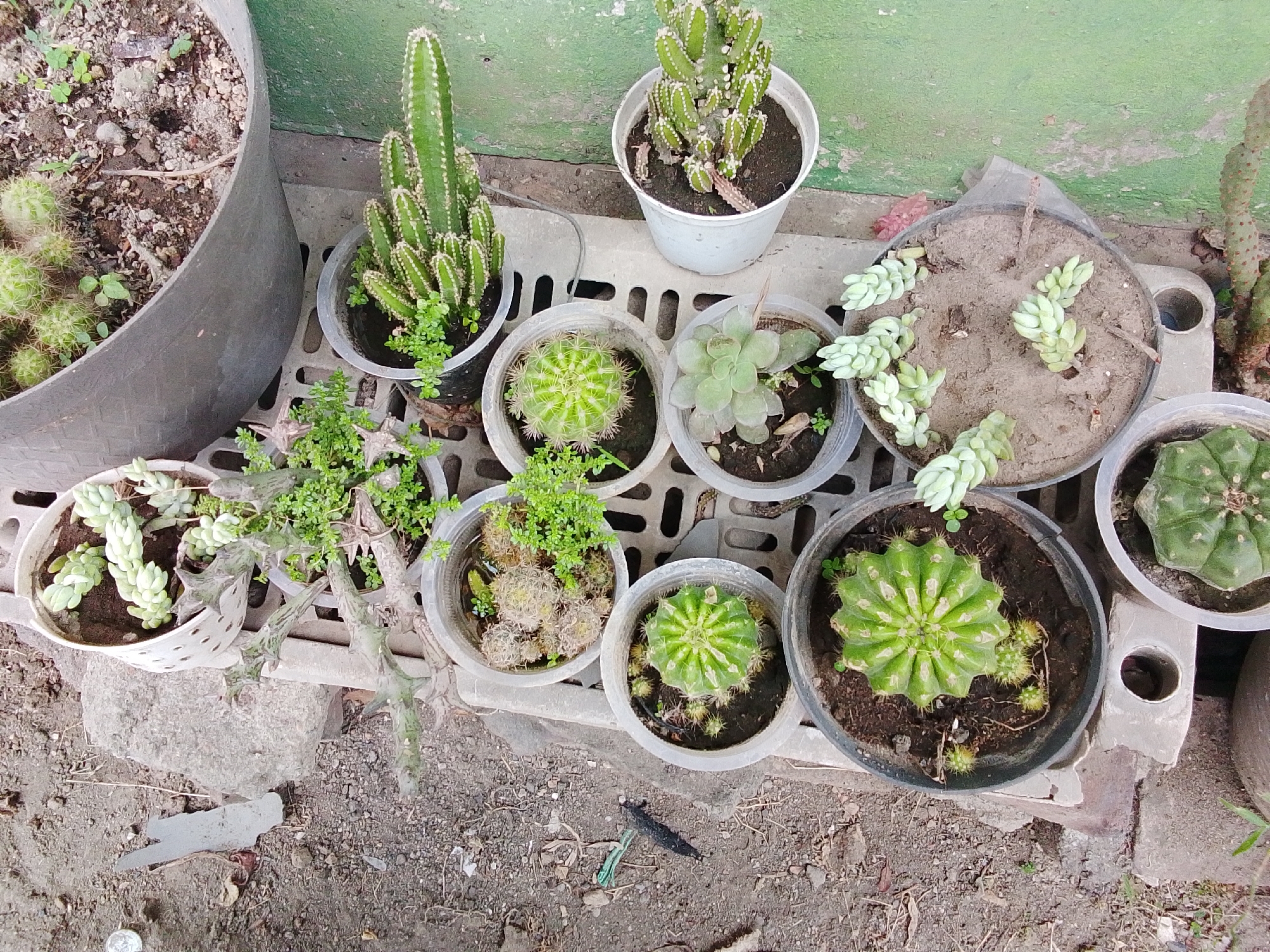 In the city of Bulurejo, Indonesia, a collection of potted succulents and cacti is displayed outdoors on a concrete grate. The plants are arranged in various containers, including plastic pots and a larger, dark-colored basin. Some of the succulents exhibit a trailing growth habit with plump, green leaves. Among the cacti, there are columnar varieties with prominent spines and spherical types with a ribbed texture. The surrounding environment consists of dry soil and gravel. The background features a textured green wall.